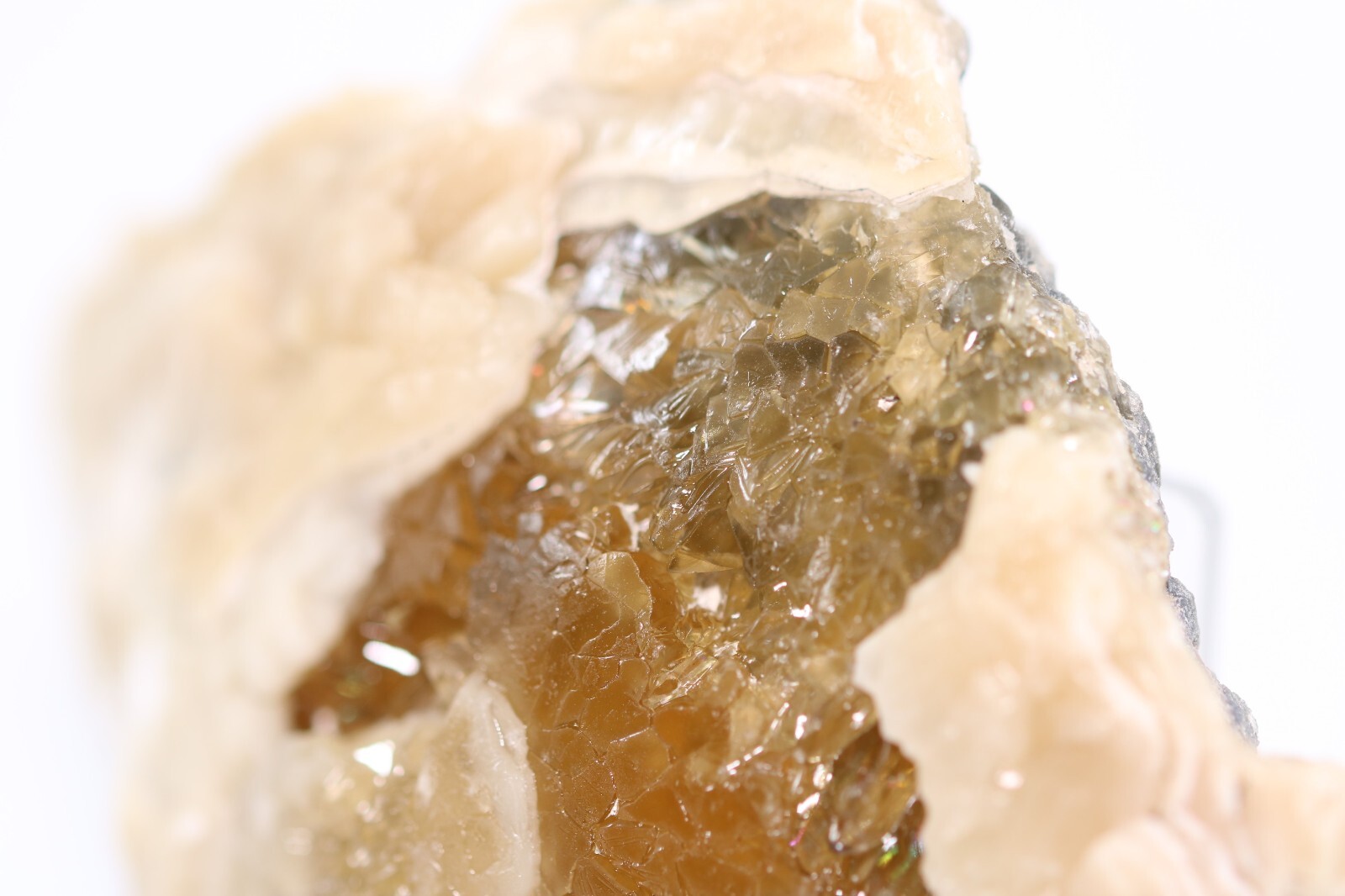 Fossil Clam & Golden Calcite 3.52" Mercanaria Rucks Pit Florida FL COA 6981