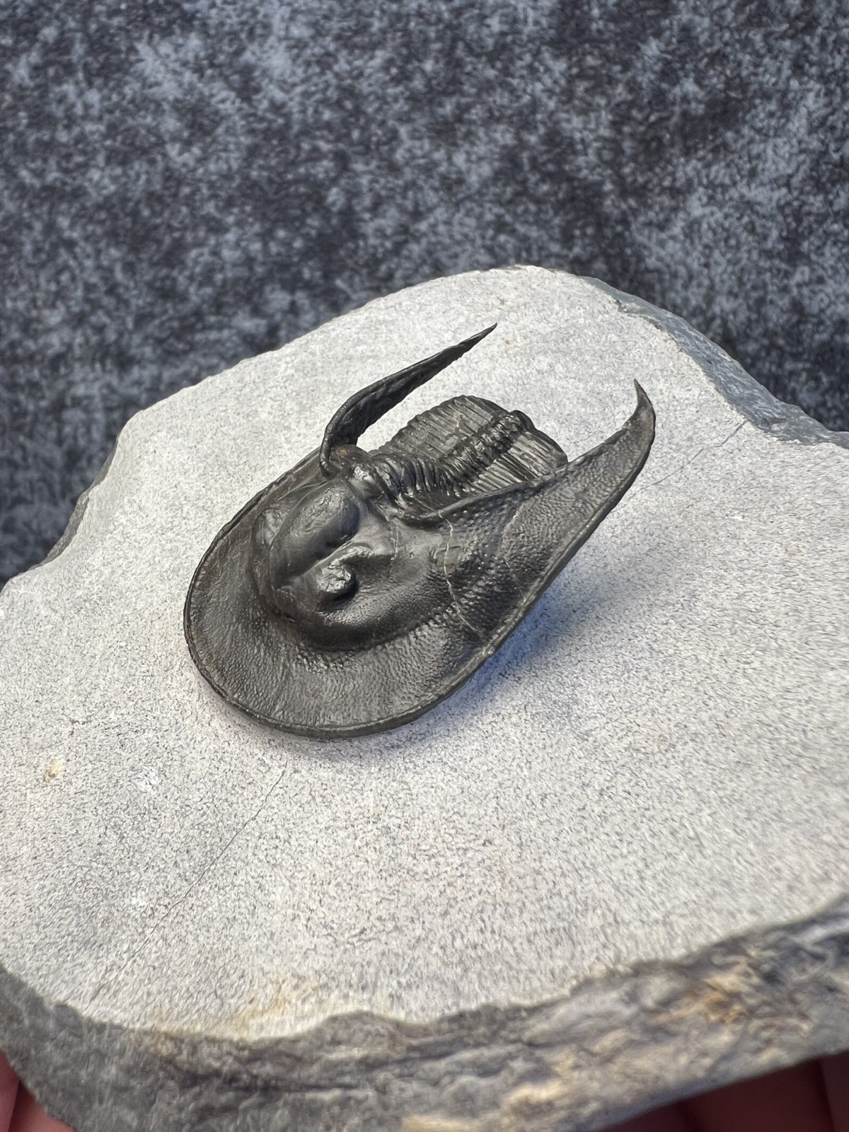 Harpes aff. perradiatus Trilobite Fossil – Attractive Specimen