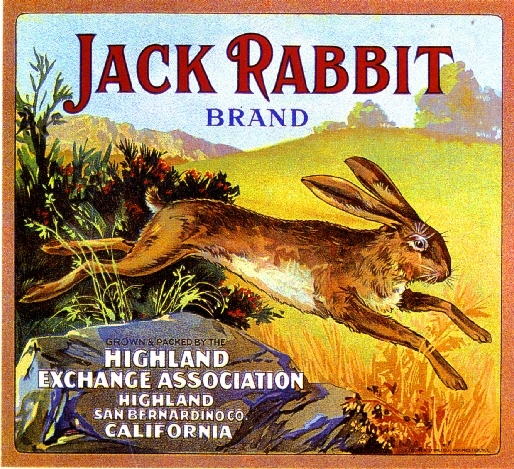 Highland Jack Rabbit Bunny Orange Citrus Fruit Crate Box Label Art Print