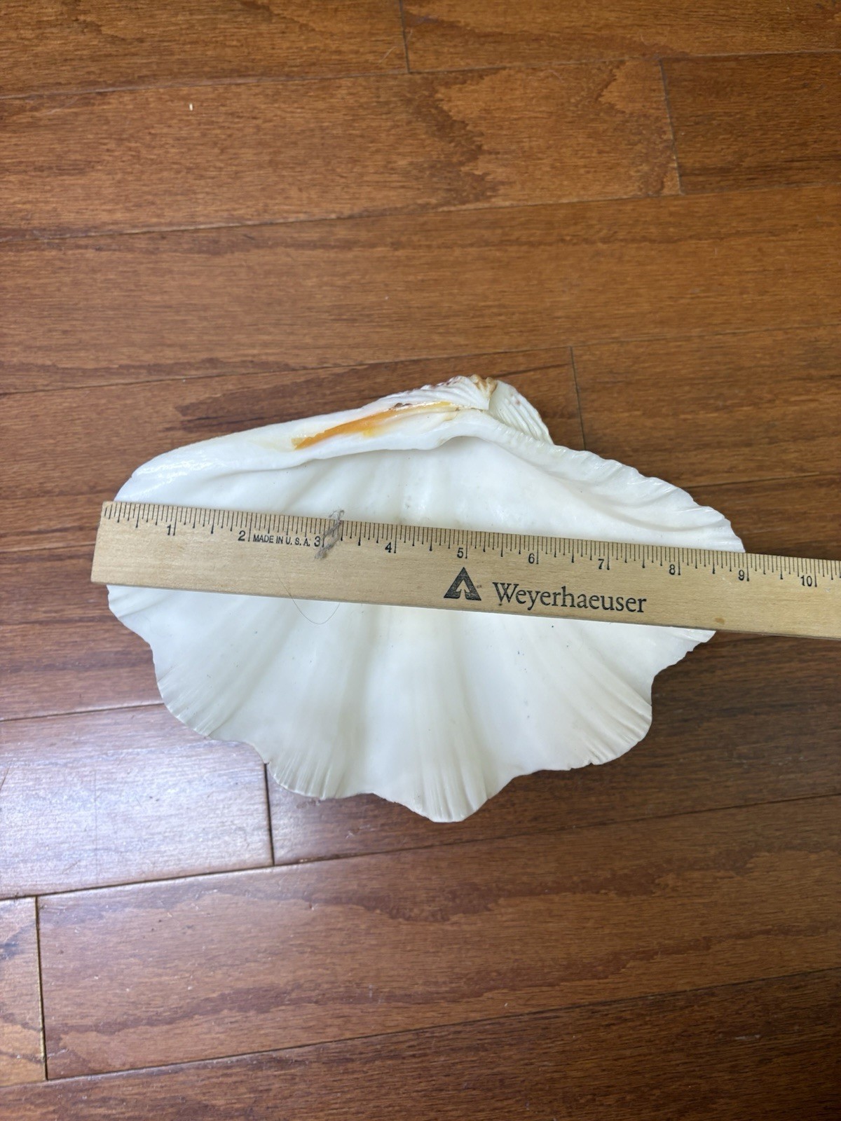 Tridacna Clam Shell Dish Trinket Soap Dish Centerpiece Display 9” Wide