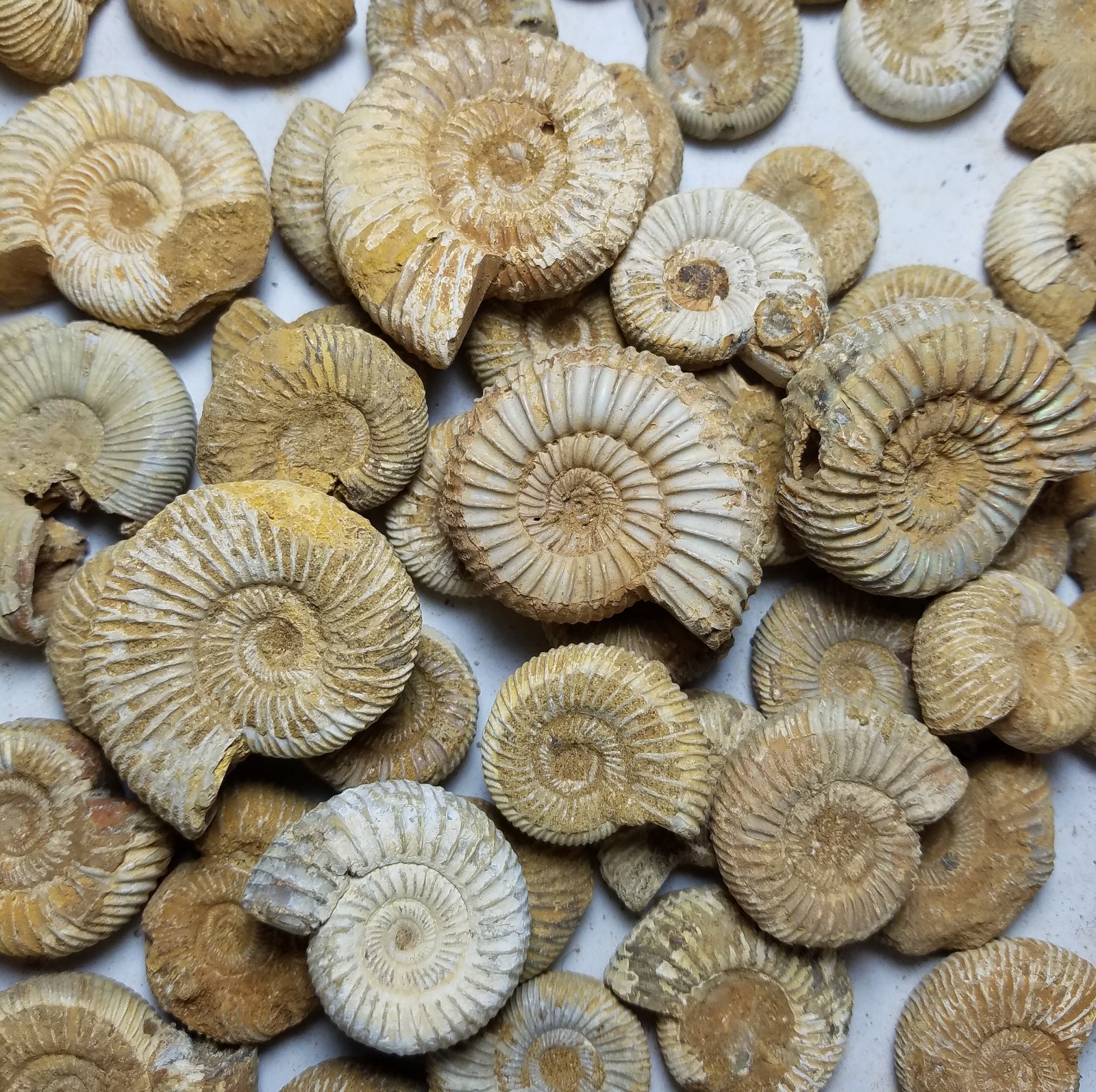 Lot of 25 Detailed Ammonites Bulk Wholesale Morocco Dinosaur Bone Shark Teeth HA