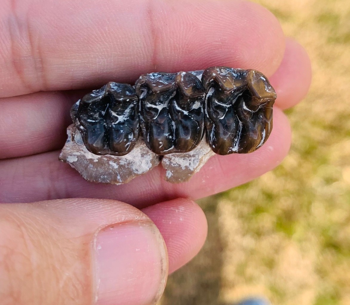 Fossil Horse Mesohippus palate with teeth, White River Badlands, mammal fossils