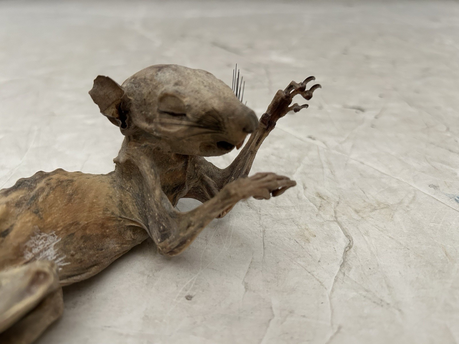 Mummified Baby Squirrel Unusual Unique