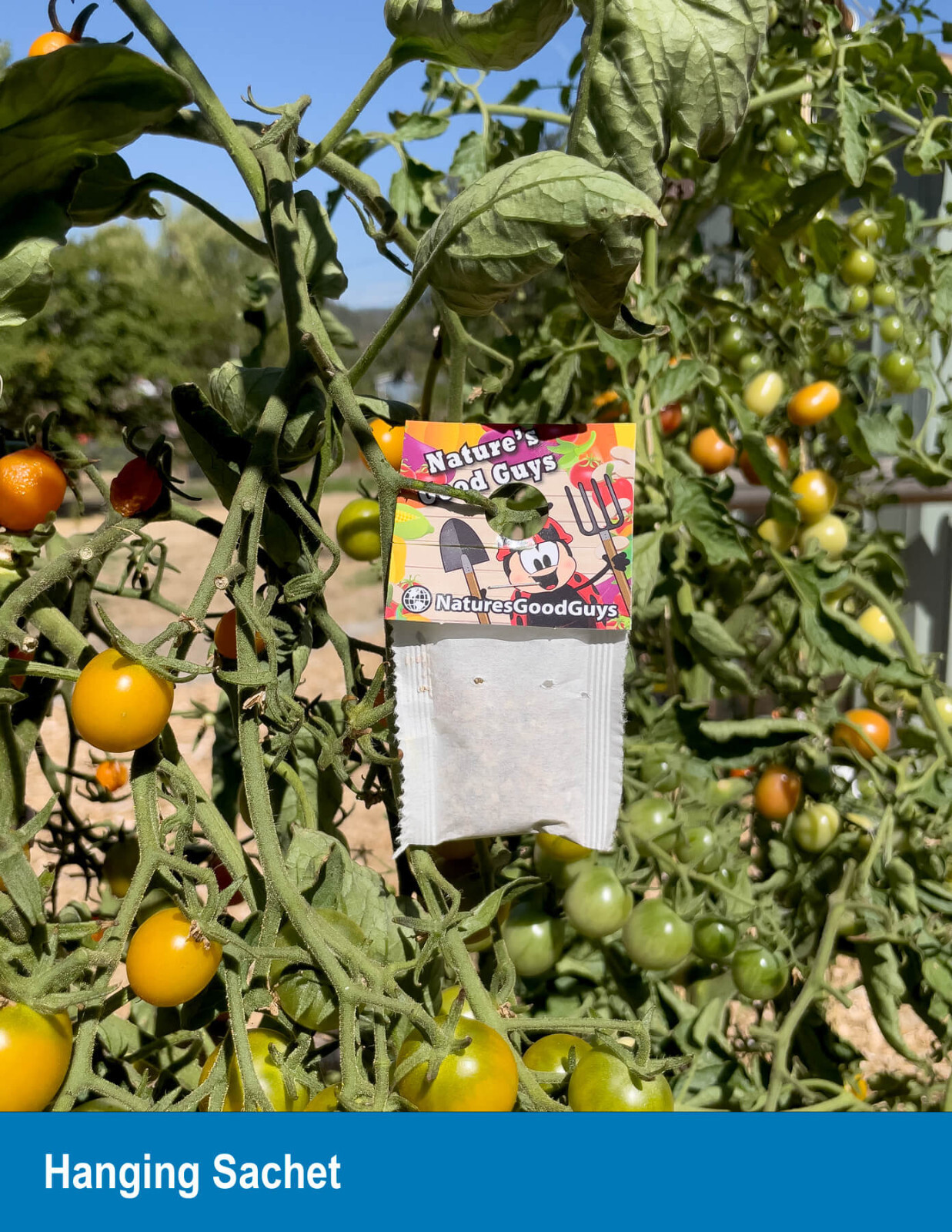 NaturesGoodGuys - Slow Release Hanging Sachets - Phytoseiulus persimilis
