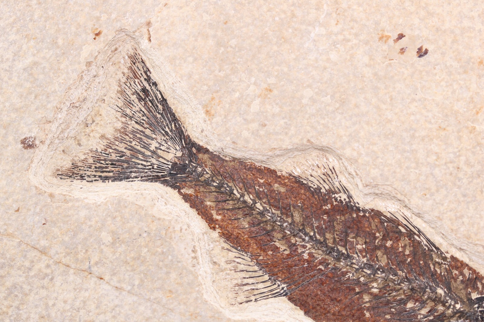 5.2" Mioplosus Fossil Fish Fossil Lake Green River Fm Wyoming WY COA 11740