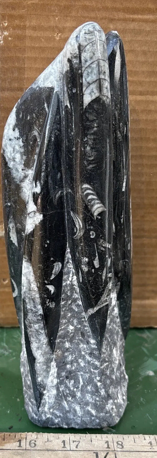 8 Inches tall standing Orthoceras fossil