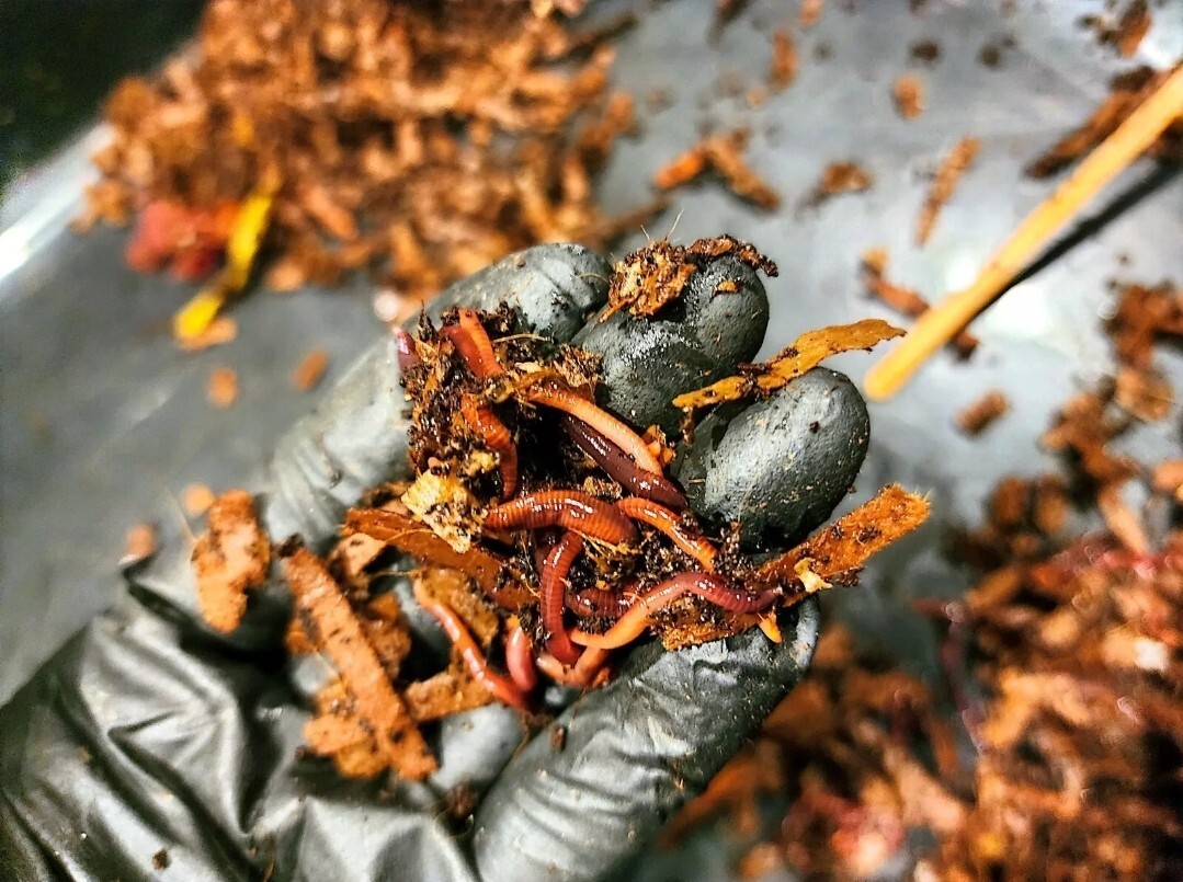 1 Lbs PURE RED WIGGLER Compost Worm /FREE SHPG/Weather Determines SHPG