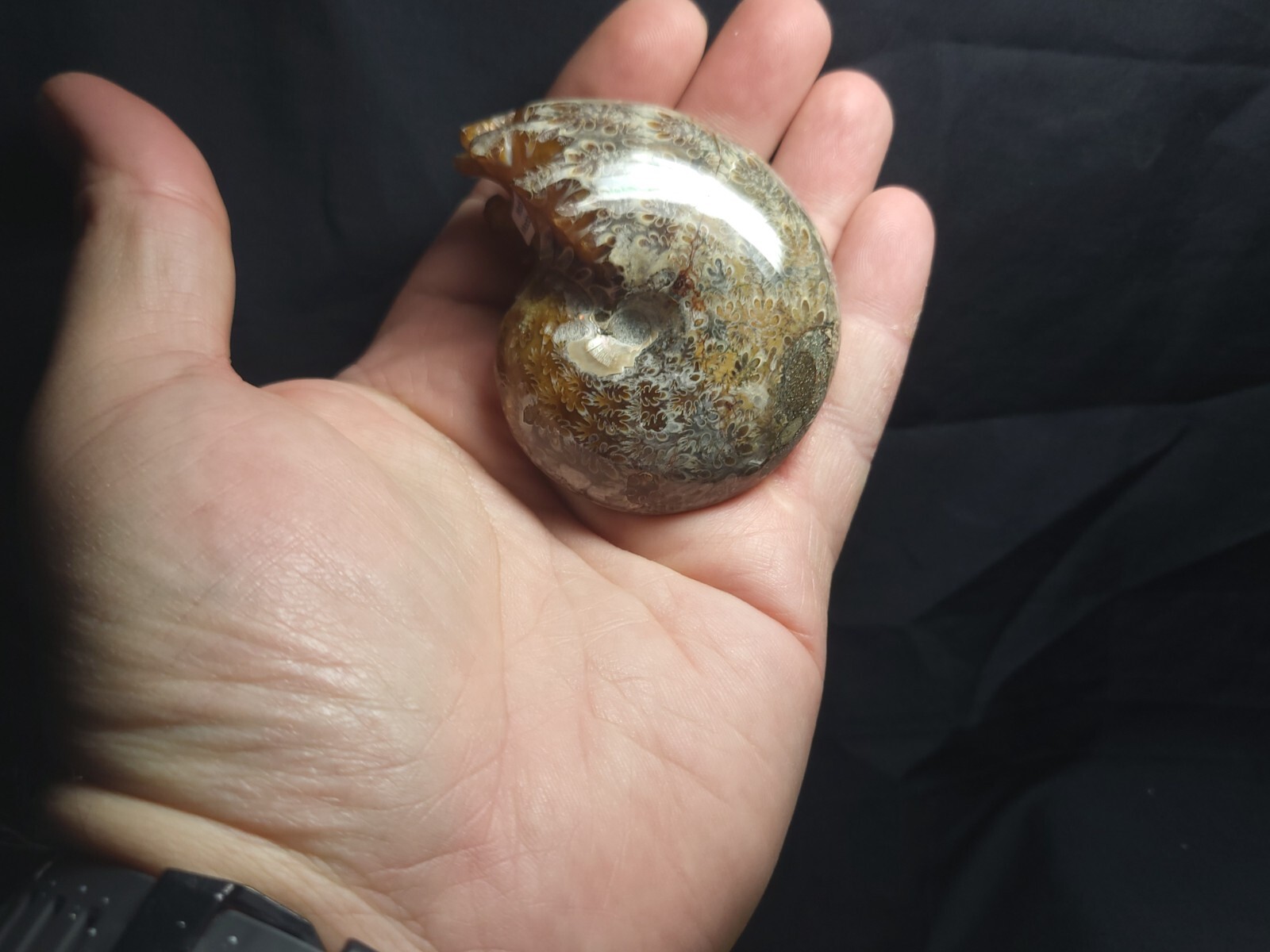 Ammonite Phylloceras Fossil from Madagascar 2.5" (140.3 gr.)