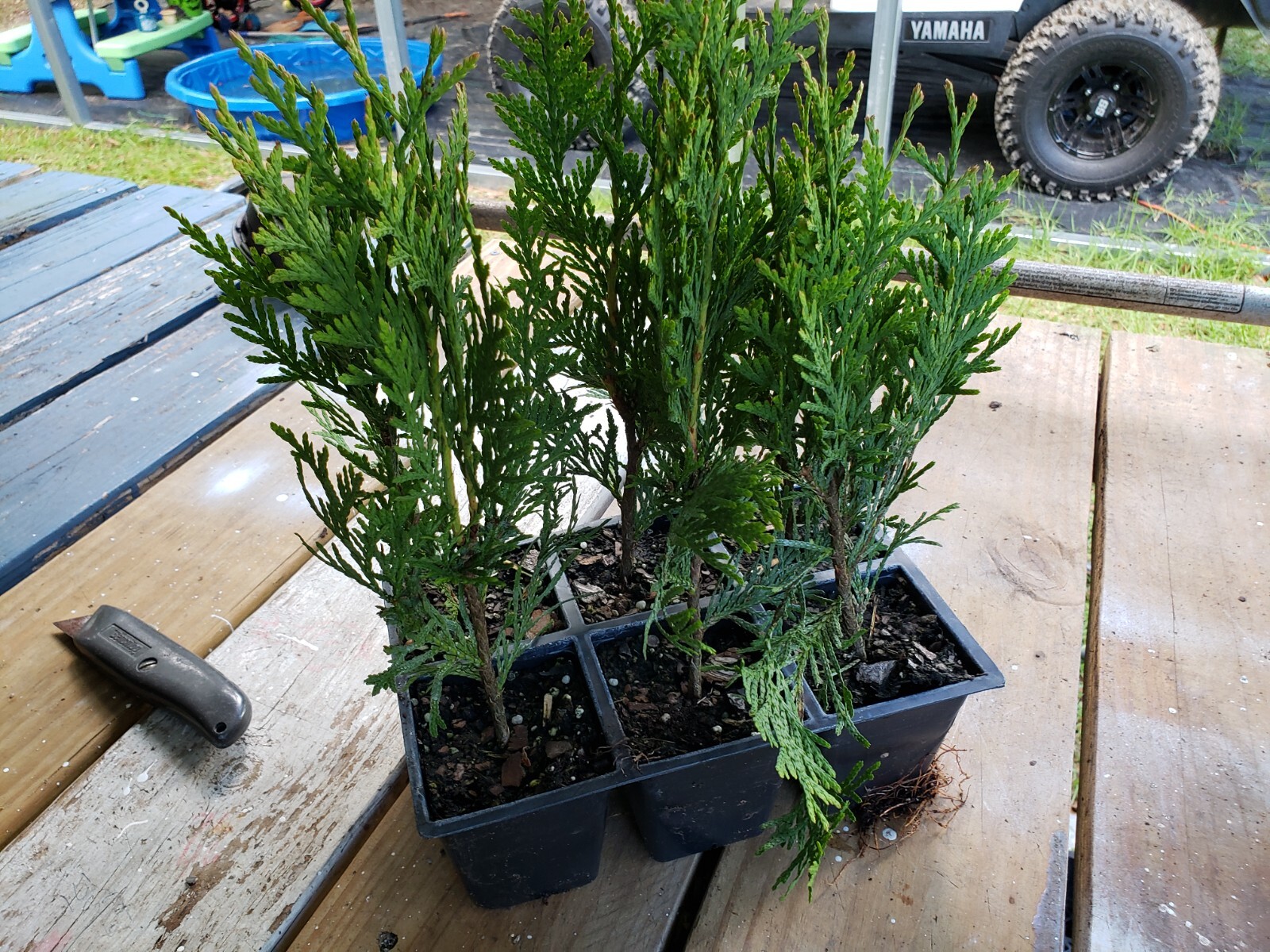 Green Giant Arborvitae, fast growing, privacy, five to 50 plants, FREE shipping