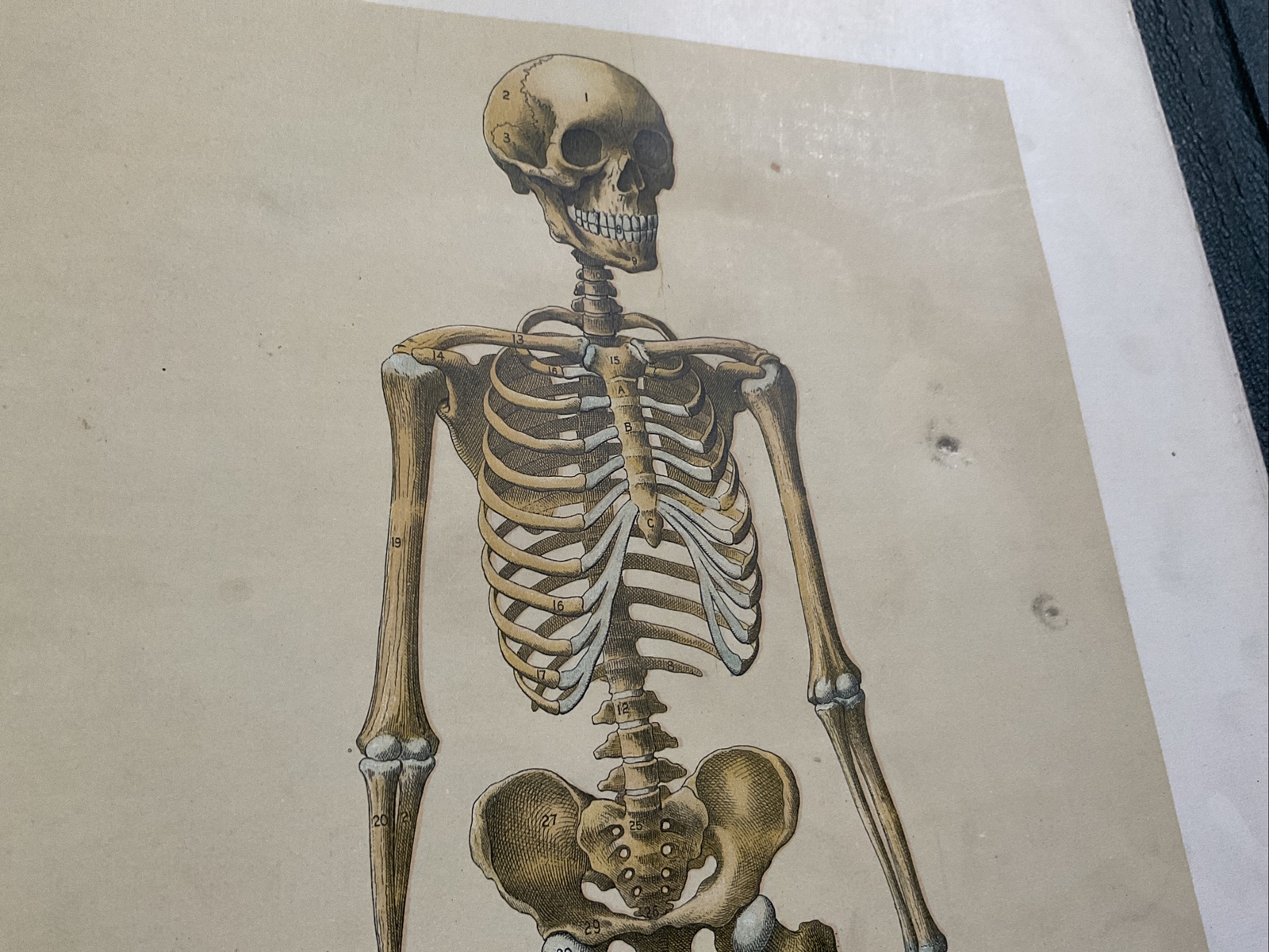 Antique Medical Anatomy Book Embalmer Anatomy Book Binder 1903