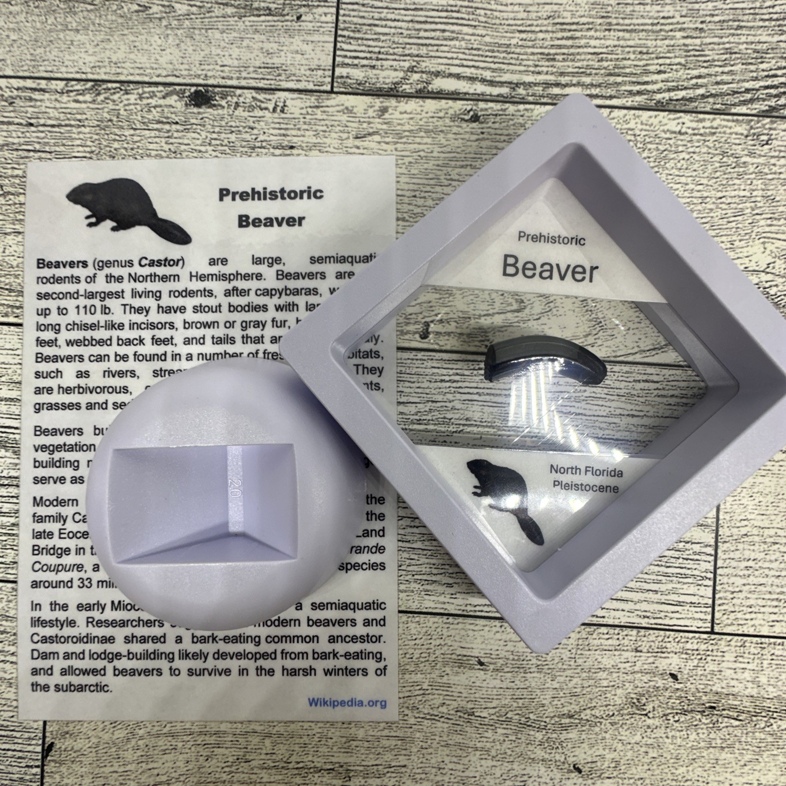 Beaver Prehistoric Incisor Tooth Fossil in Display Case