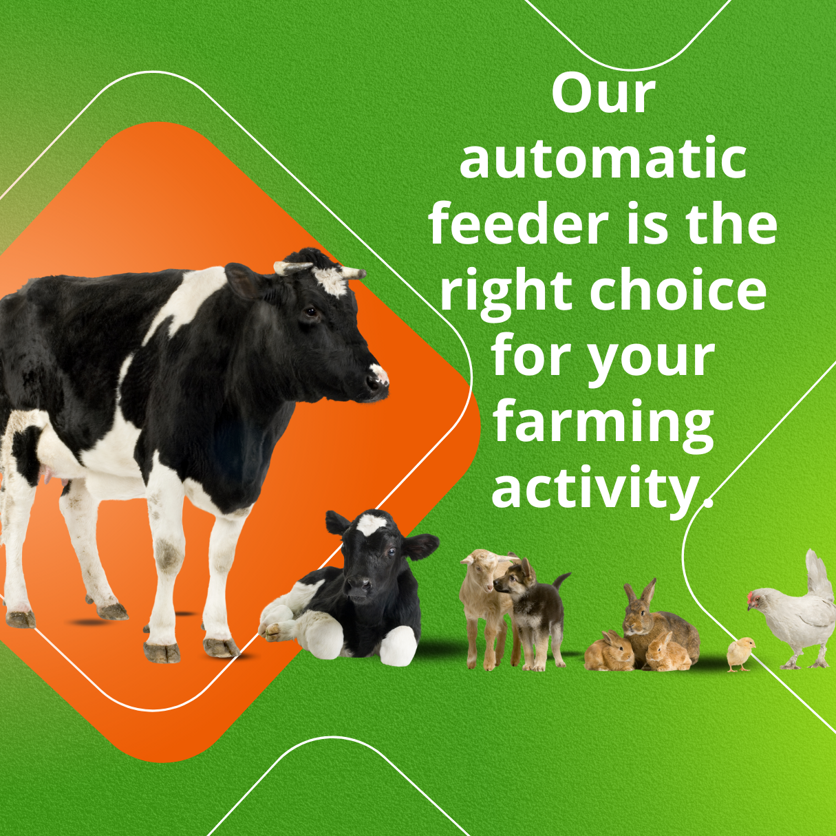 Automatic Feeder for Cows and Calves, Food Dispenser with Timer, Healthier Herd