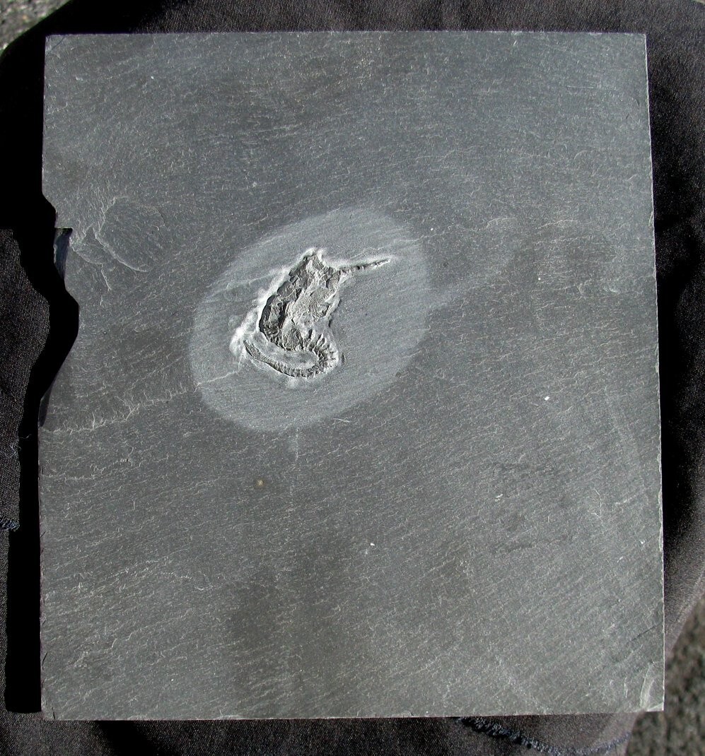 RARE, DETAILED DEVONIAN RHENOCYSTIS CARPOID FOSSIL FROM GERMANY - BUNDENBACH!