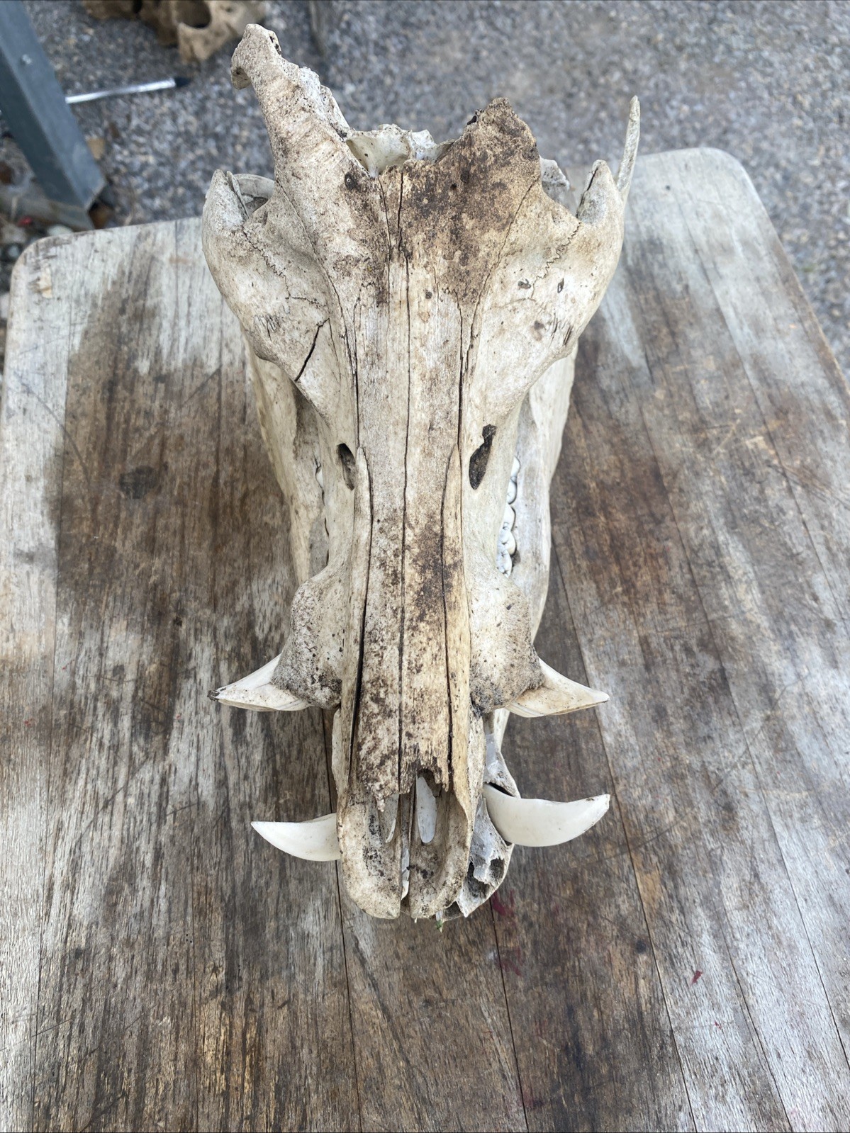 Wild Boar Full Skull Feral Hog Pig Tusk Cabin Decor Taxidermy Teeth