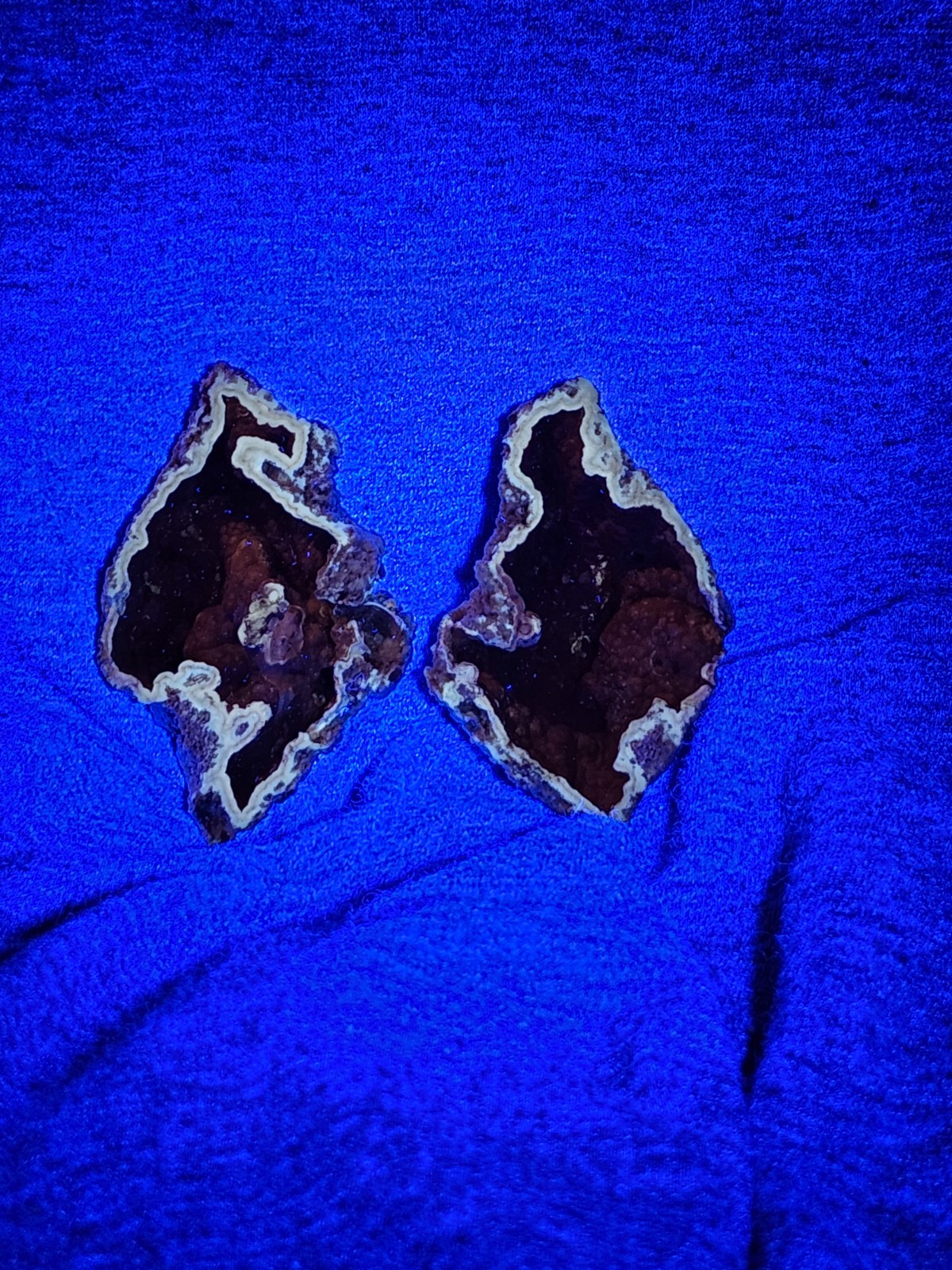 Florida Agatized Coral Fossil Pair, unpolished Chalcedony Fluorescent!