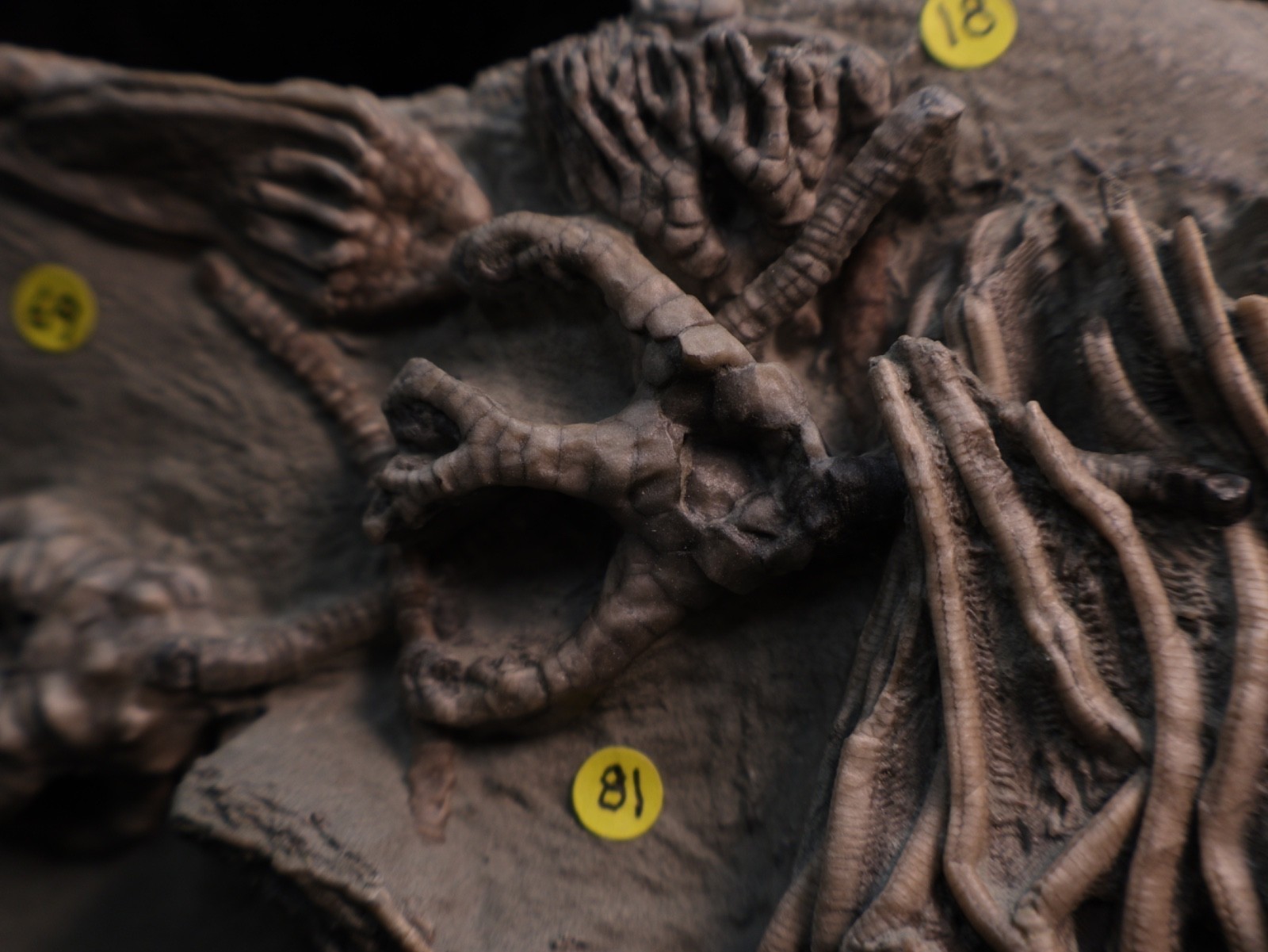 Meaty Plate of Fossil Crinoids, Crawfordsville, IN