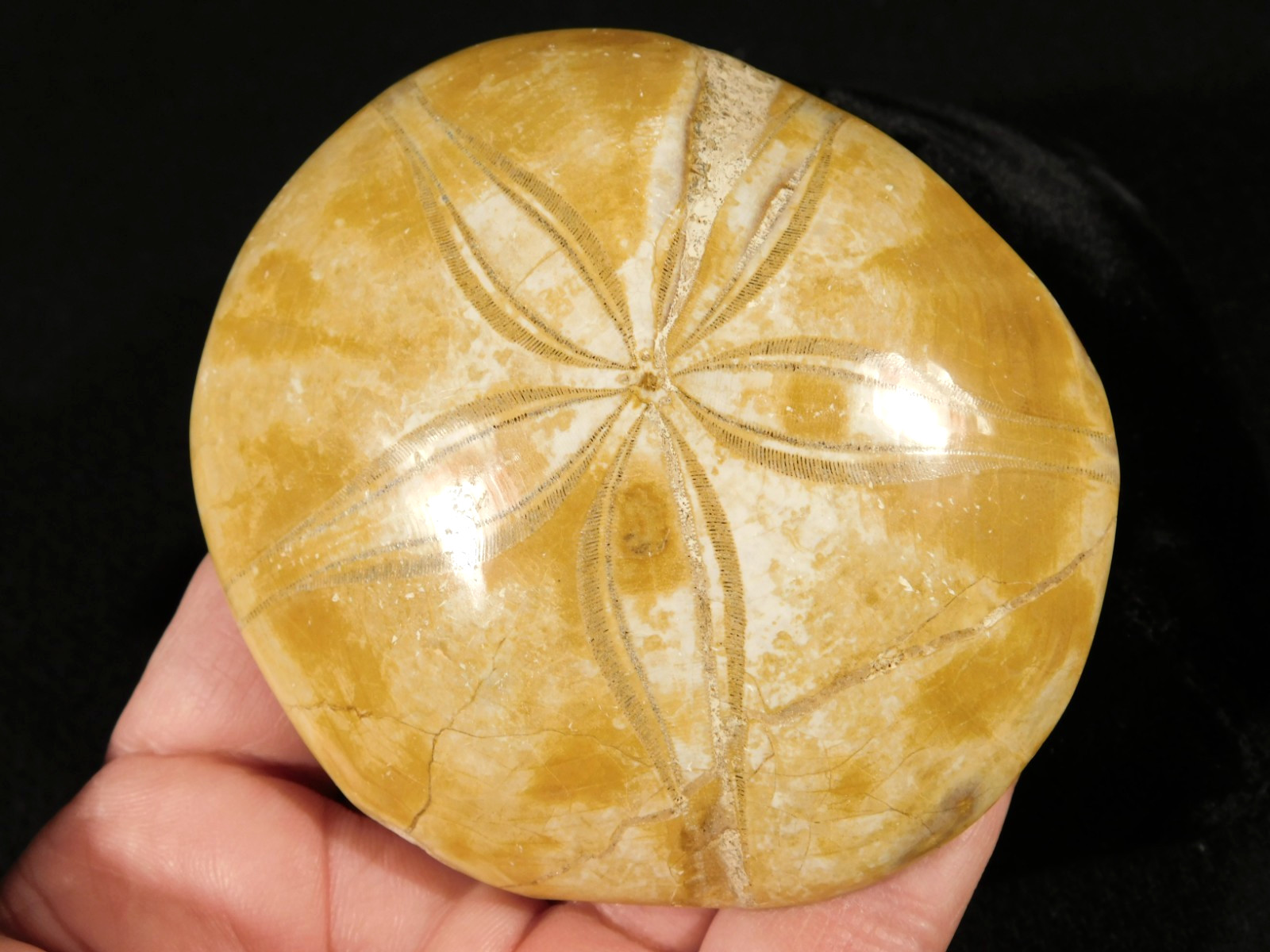 Big! Polished 150 Million Year Old! AAA SAND DOLLAR Fossil Madagascar 211gr