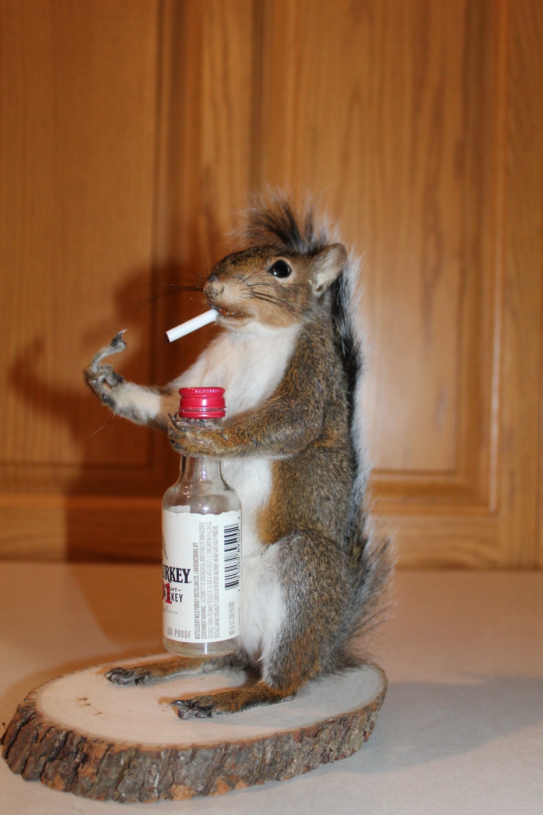 Taxidermy Naughty Squirrel Mount Novelty Present Whitetail Deer Log Cabin Decor