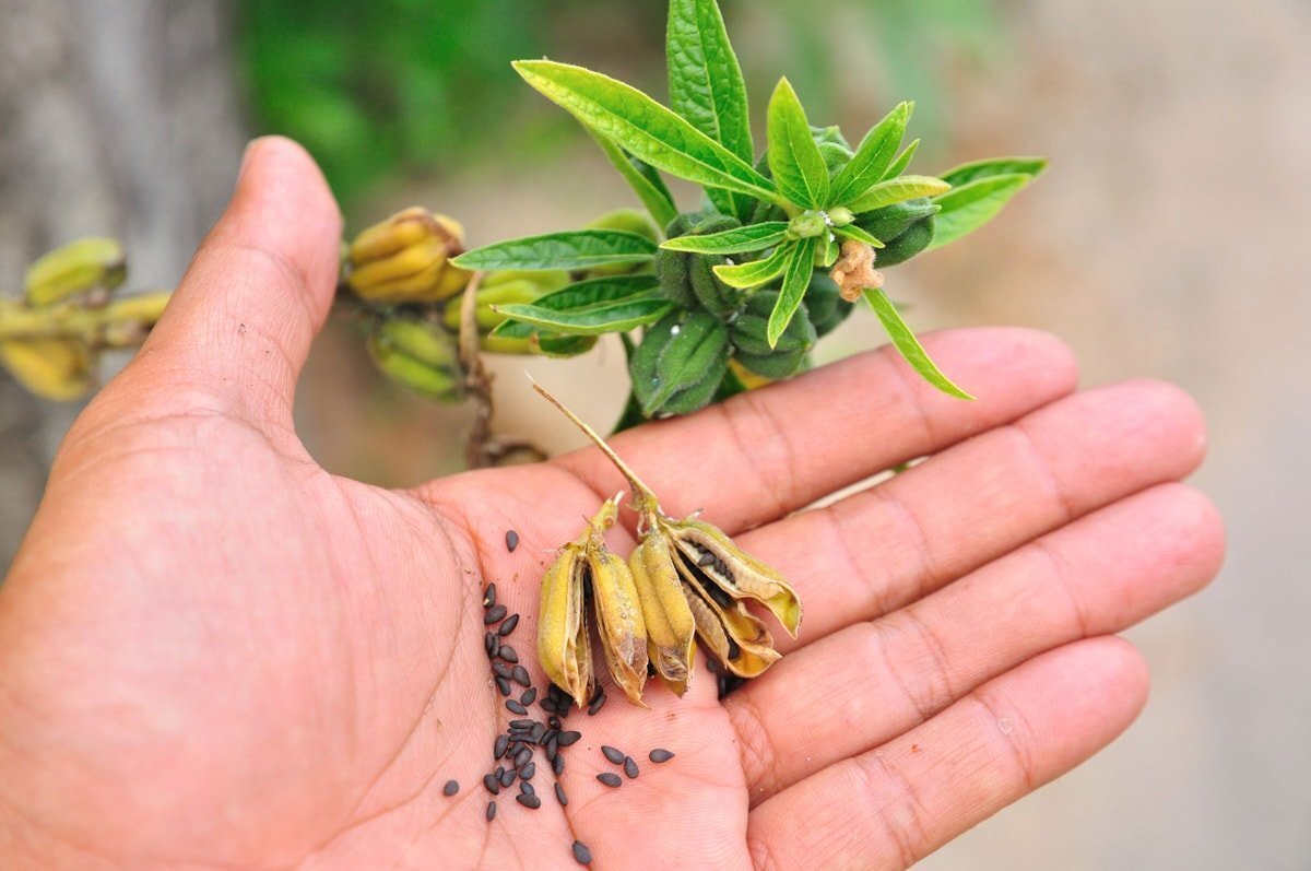 Organic Black Sesame Seeds — Raw, Unhulled, Non-GMO, Kosher — by Food to Live