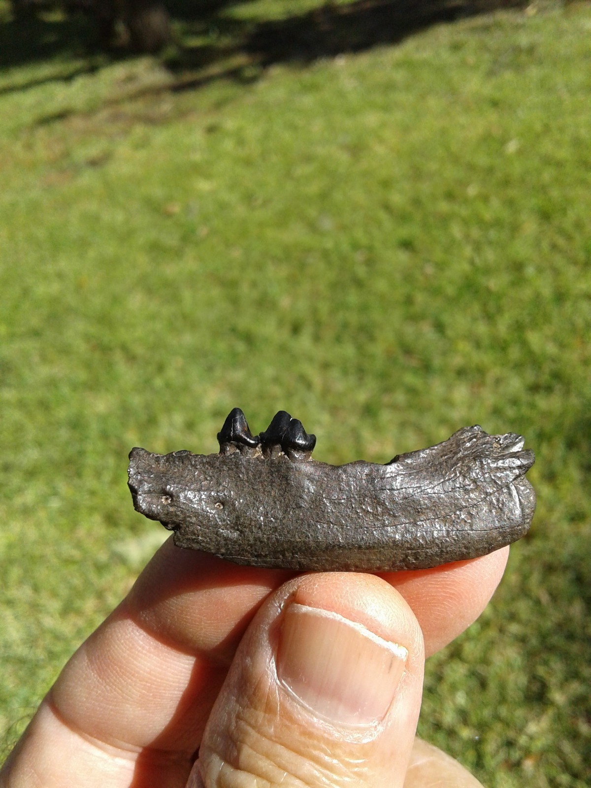 Bargain 3 Jaws Raccoon And River Otter Florida Ice Age Fossil Mammal Teeth