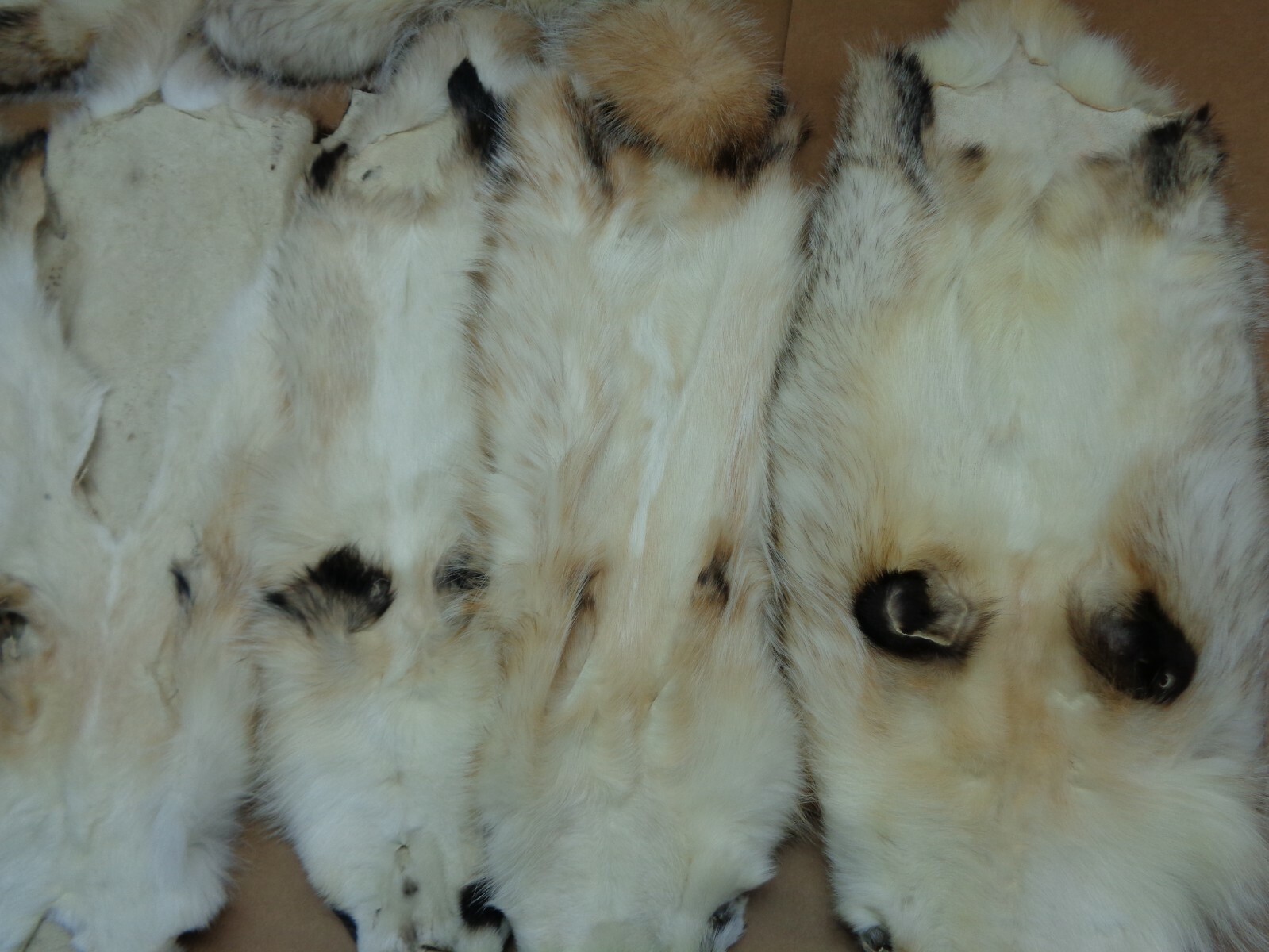 Tanned #1 Heavy Furred Badger Hide/Fur/Taxidermy/Free ship/Trapping/Pelts