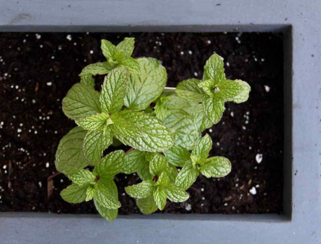 Pro-Mix BX Potting Mix Seed Germination Soilless Growing Media Mycorrhizae FAST