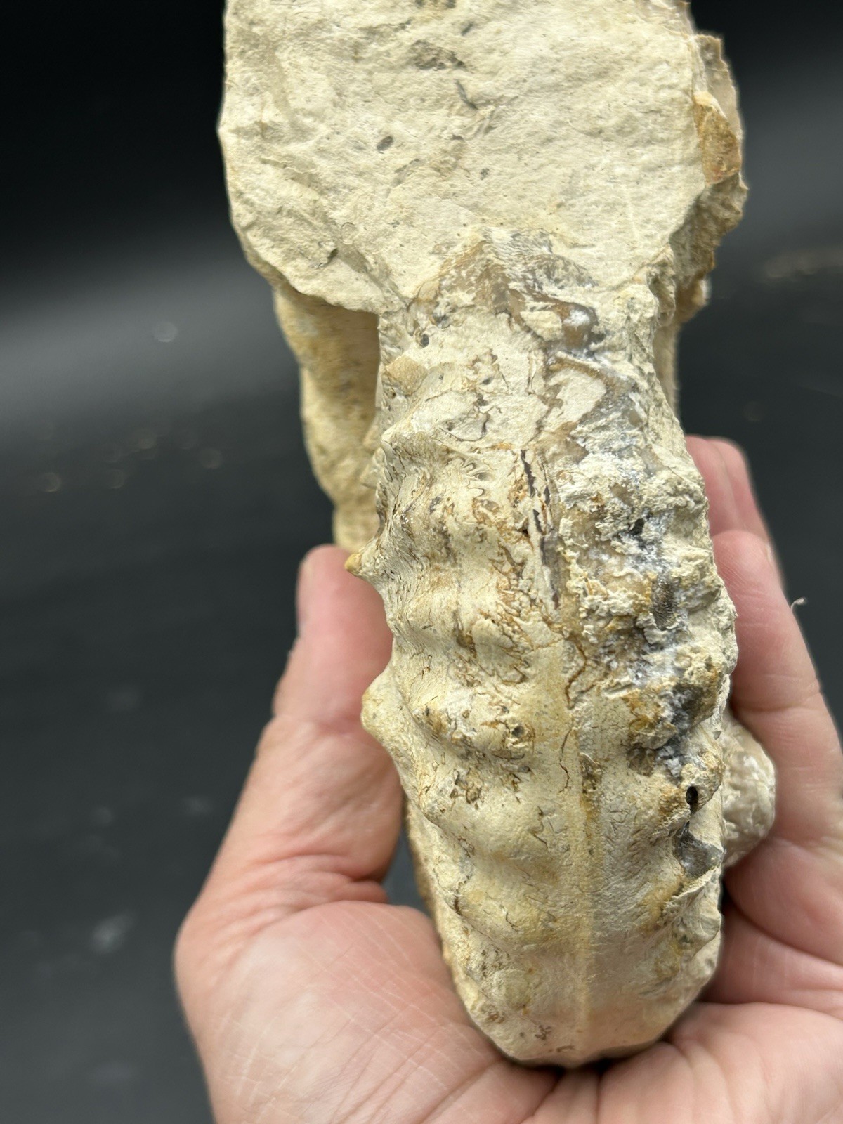 SUPERB 7.5” Cretaceous Mortoniceras Sp.Texas Fossil Ammonite!CRAZY Oyster Party!