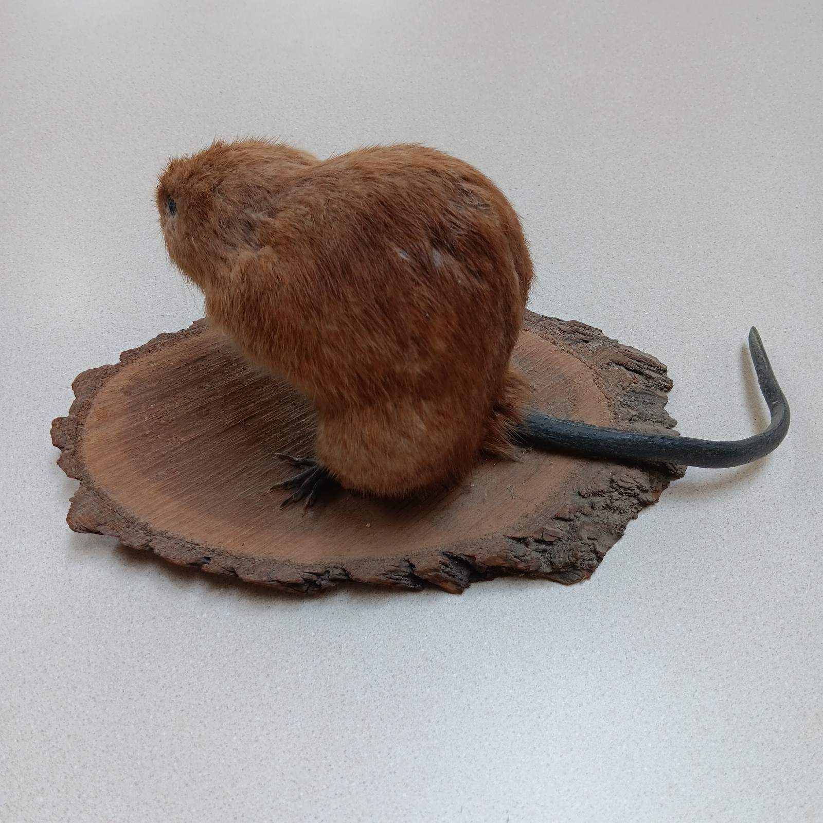 Vintage American Muskrat Mount Taxidermy Log Cabin Hunting Lodge Decor