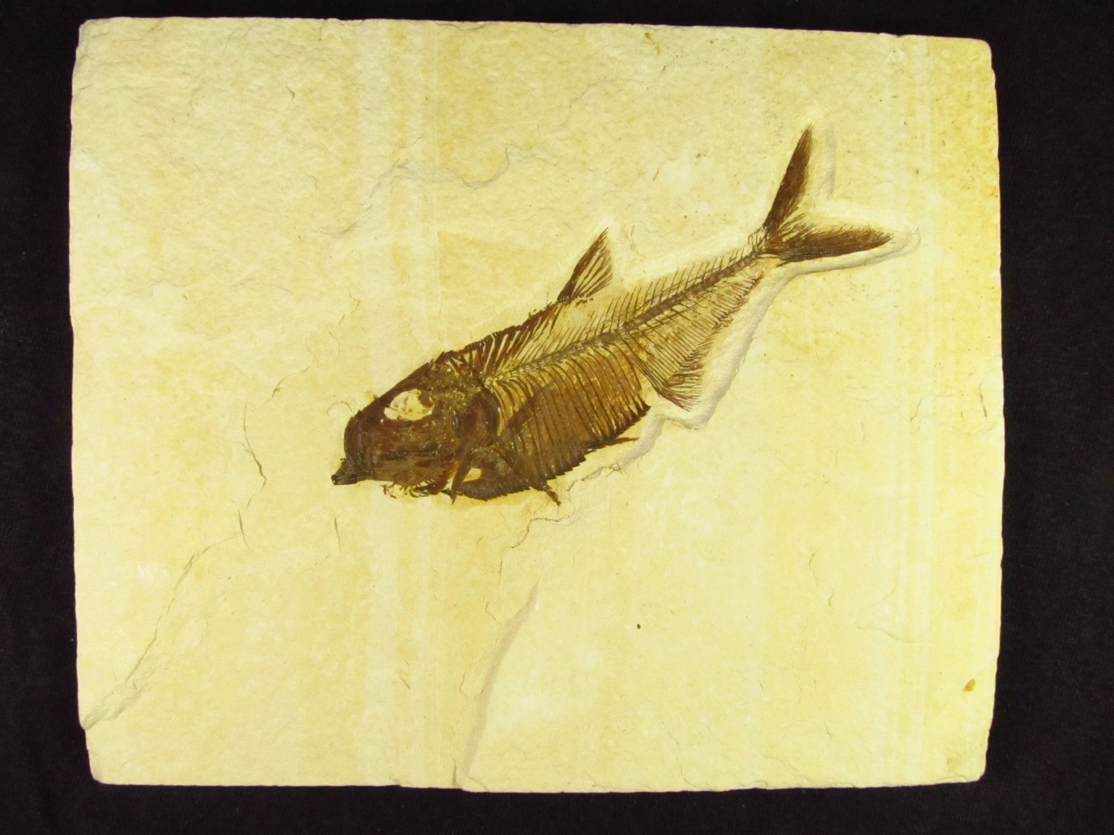 A Grade Diplomystus dentatus Fossil Fish Green River Formation Wyoming