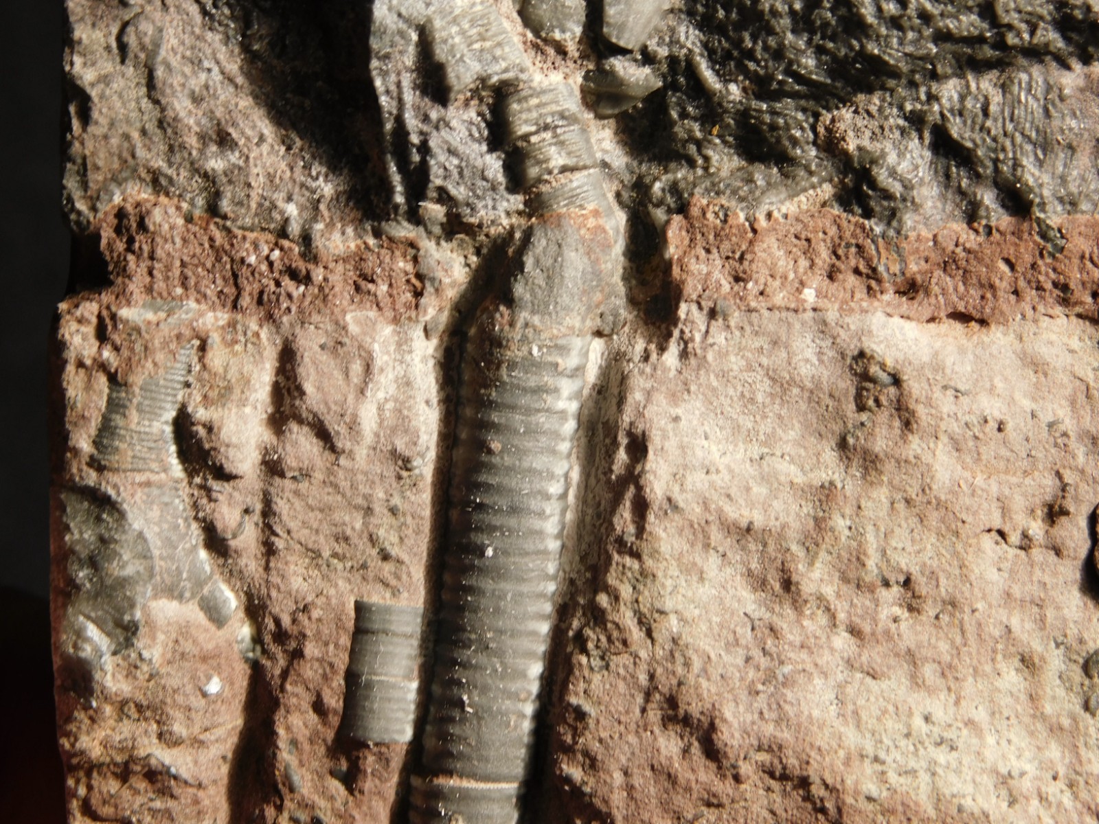 430 Million Year Old! CRINOID Fossil or Sea LILY Fossil Morocco 384gr