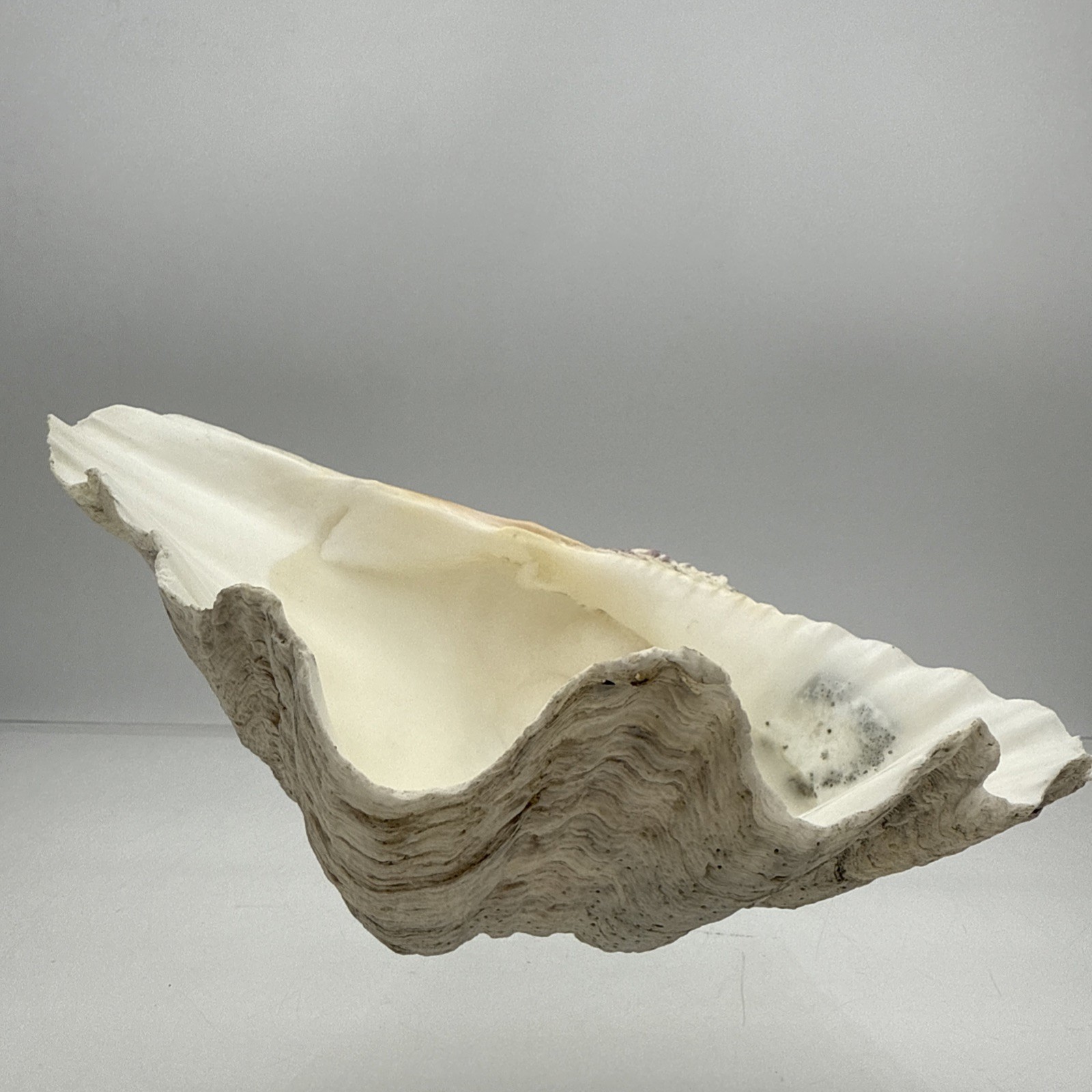 Giant Clam Shell Tridacna Gigas 9.5” Long X 7.5” Wide Fossil Indentations Clean