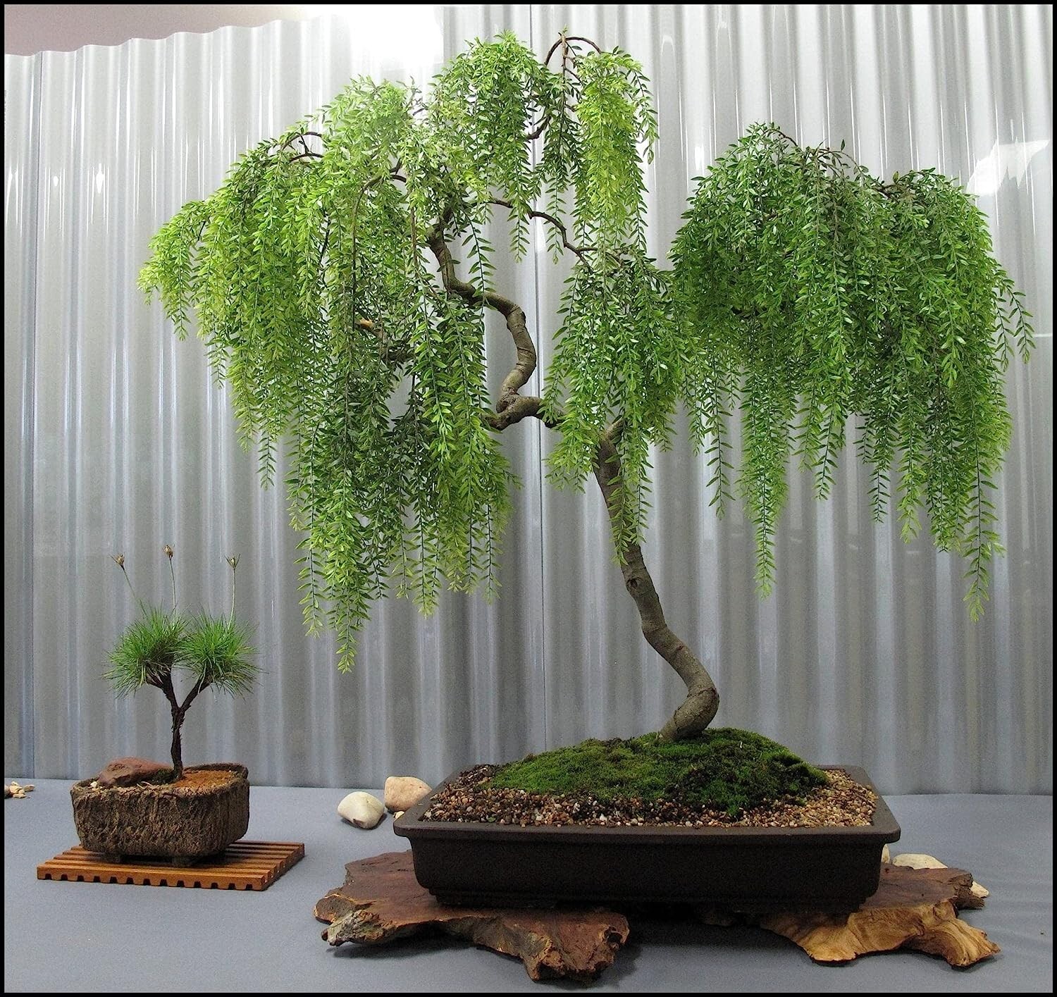 Live Dwarf Australian Weeping Willow Bonsai Tree Cutting  - Fast Growing