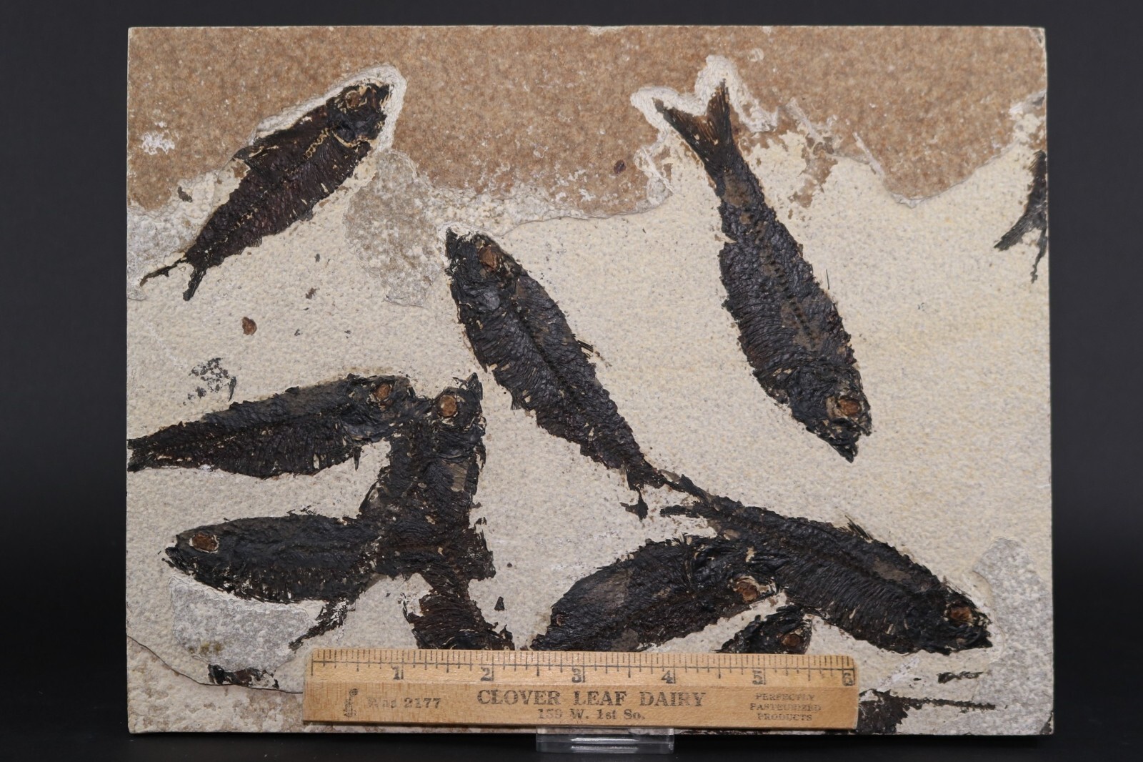 Multi Fossil Fish Mortality Fossil Lake Green River Fm Wyoming WY COA 11763