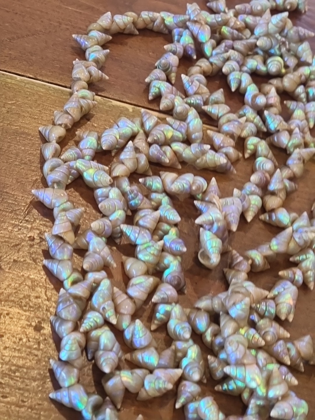 SUPERB VINTAGE TASMANIAN ABORIGINAL MAIREENER SHELL NECKLACE LONG 123cms 1930s