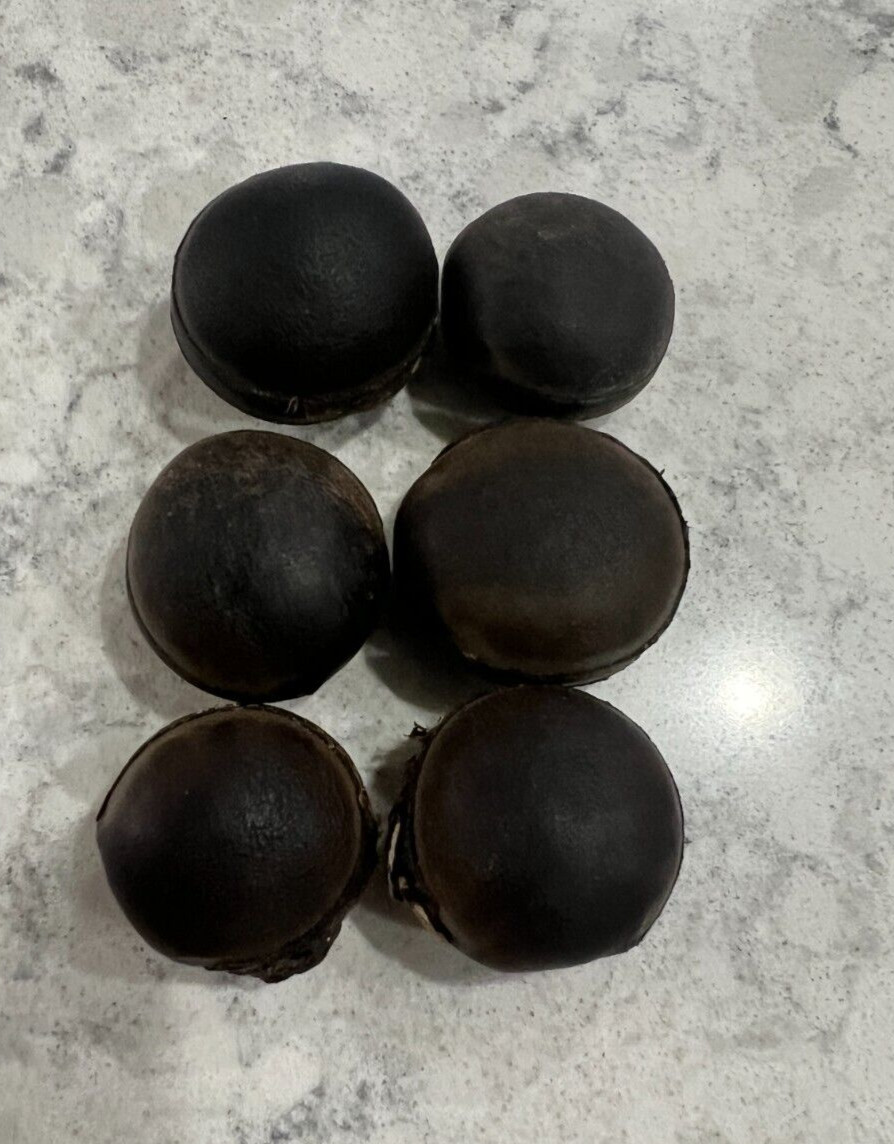 6 bulls eye seed, religion ifa, 6 semilla de Ojo de Buey, santeria, protection