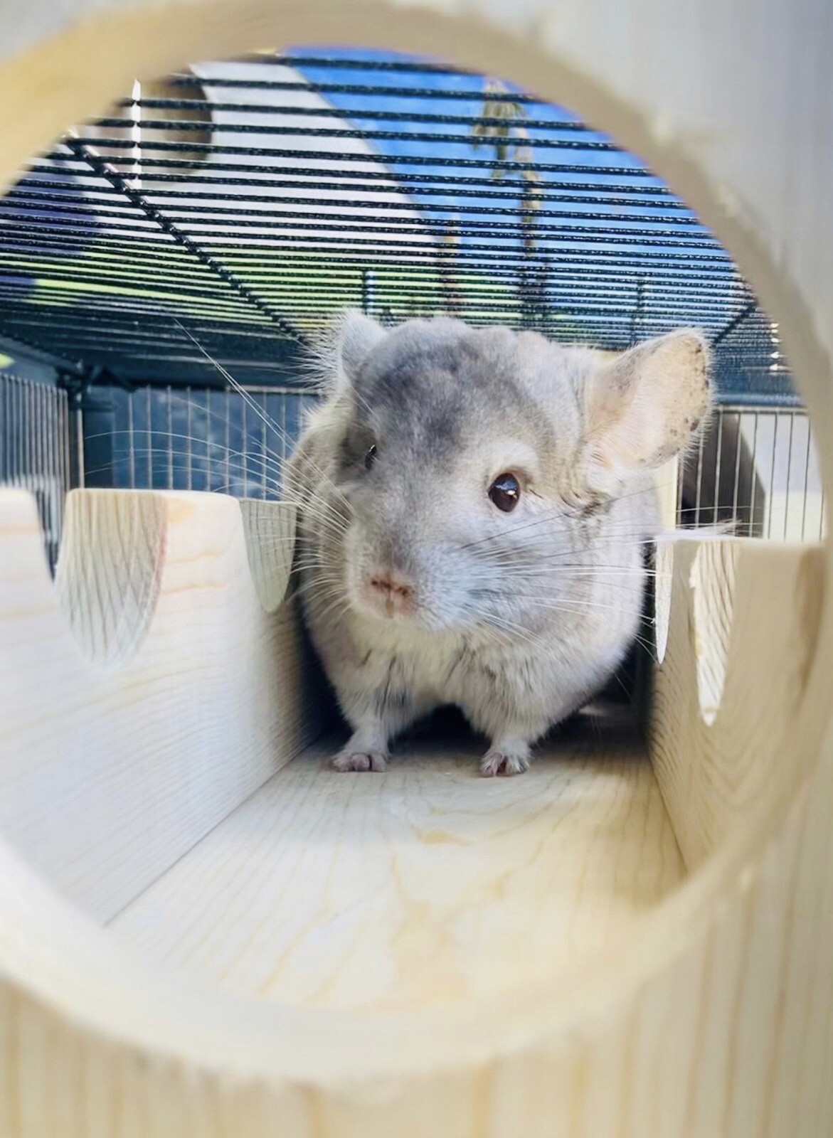 Chinchilla BEST SELLER BUNDLE. Includes Sky High Lanai, Stairs & 10 Ledges