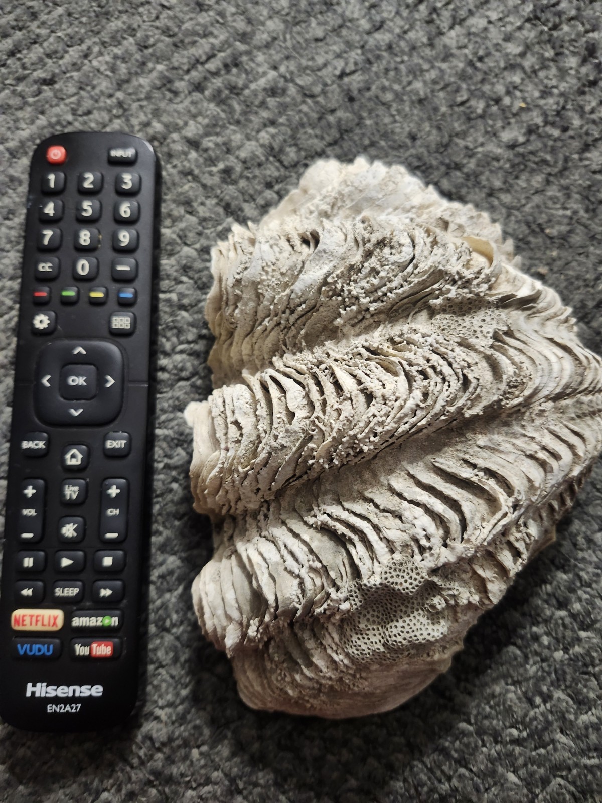 Clam Shell Tridacna Large