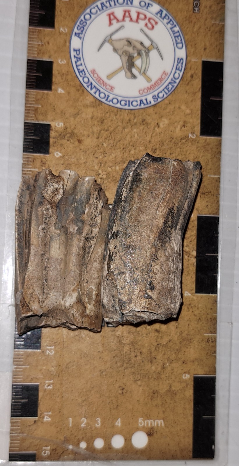 EOCENE FOSSIL HORSE [EQUUS] TOOTH FRAGMENTS FROM ARCADIA, FLORIDA – SPECIMENS #5