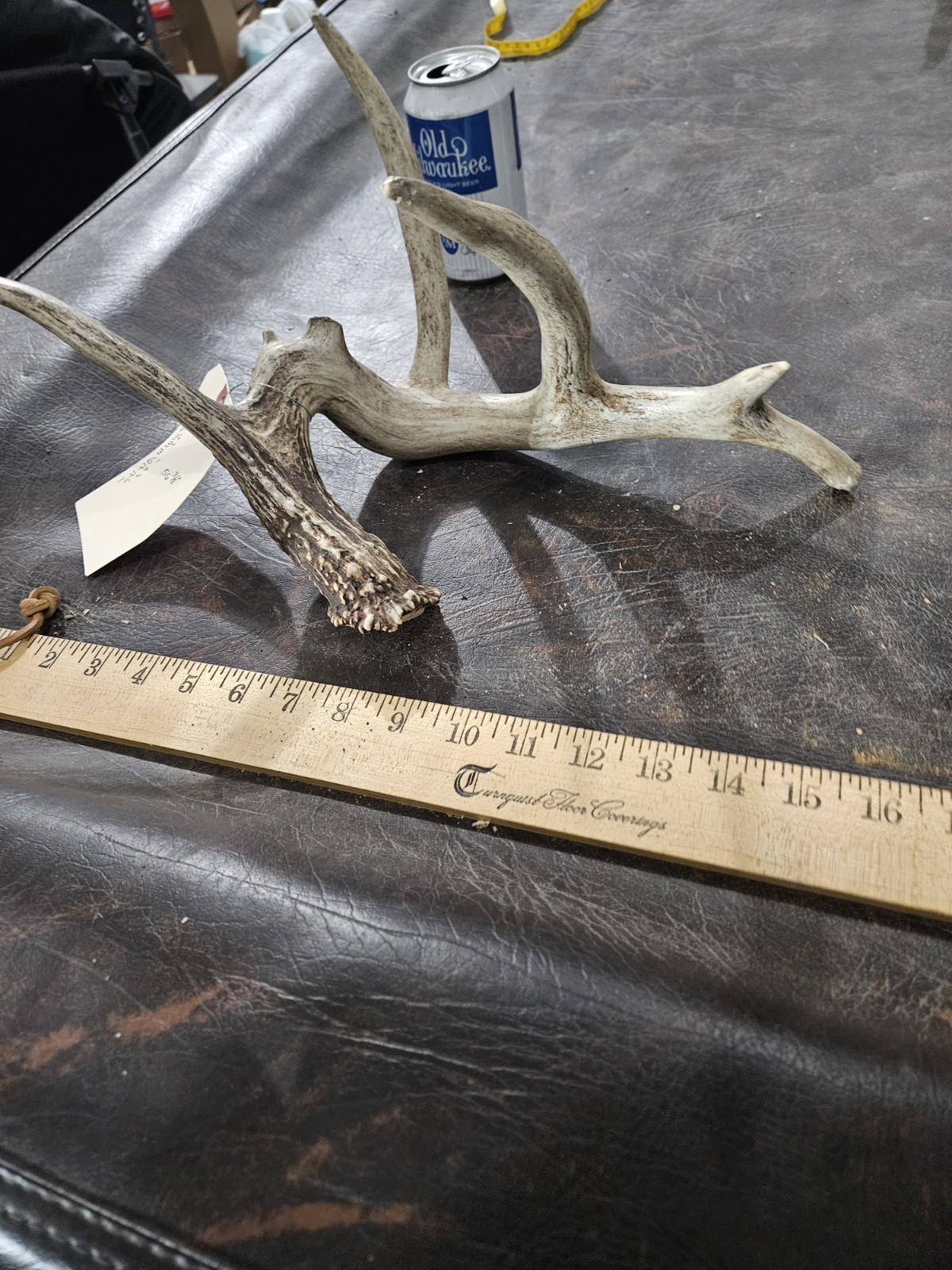 Freak Whitetail Deer Antler Shed Horn Rack Decor 5 Point Man Cave Decor 56"