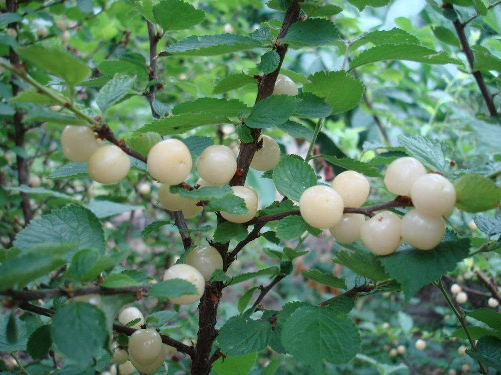 1 DORMANT Nanking White sweet bush cherry plant. Zones 2-7. Not self-pollinating