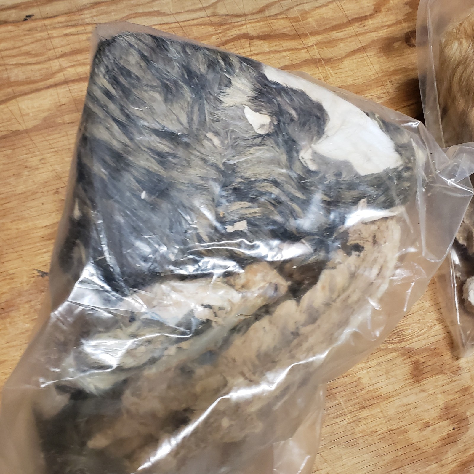 Cat Specimen Taxidermy Oddities Mummified School Research Dissect Lot