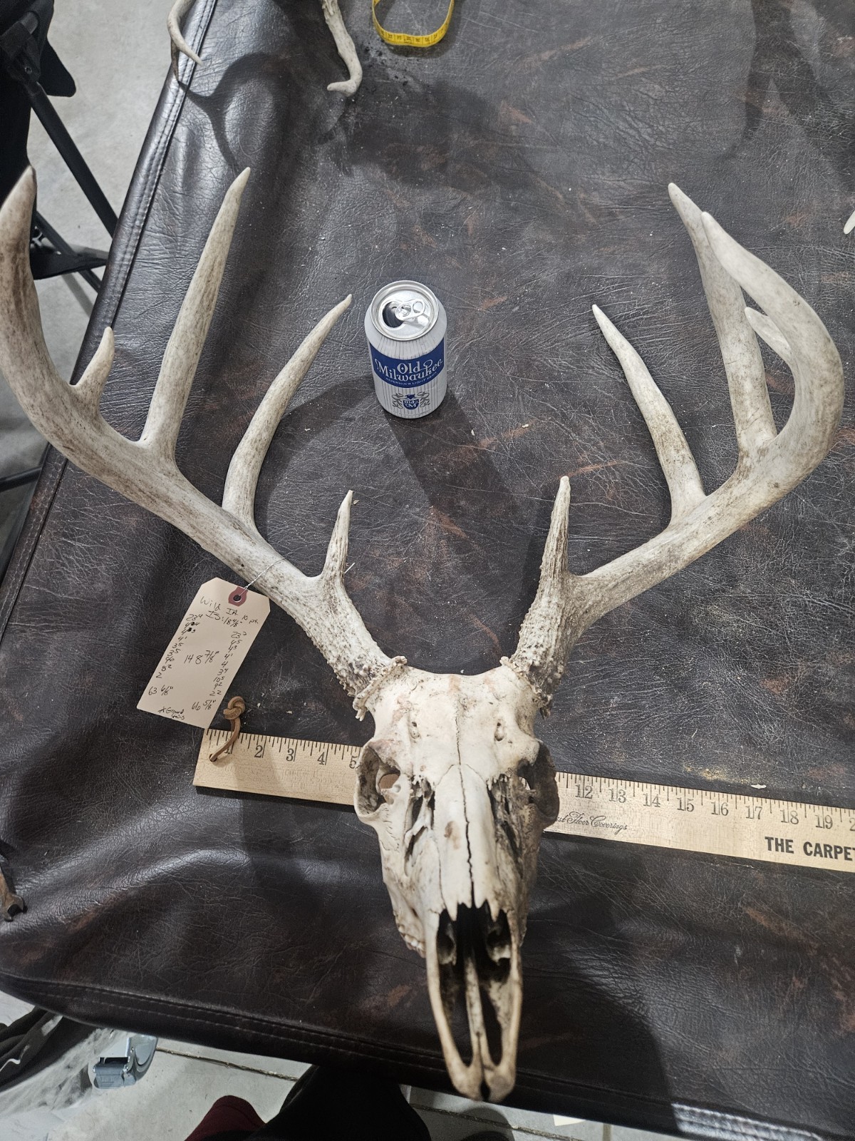 Wild 10 Point Whitetail Deer Antler Rack Horn European Skull Mount Man Cave 148"