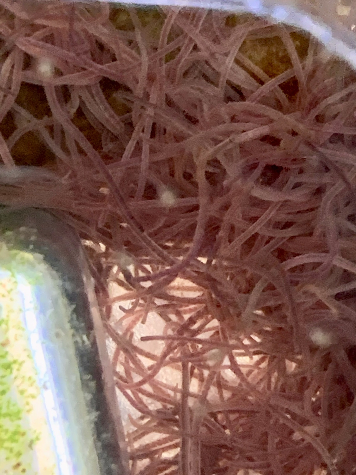 Blackworm +100 Healthy Variety - Live Arrival Guarantee