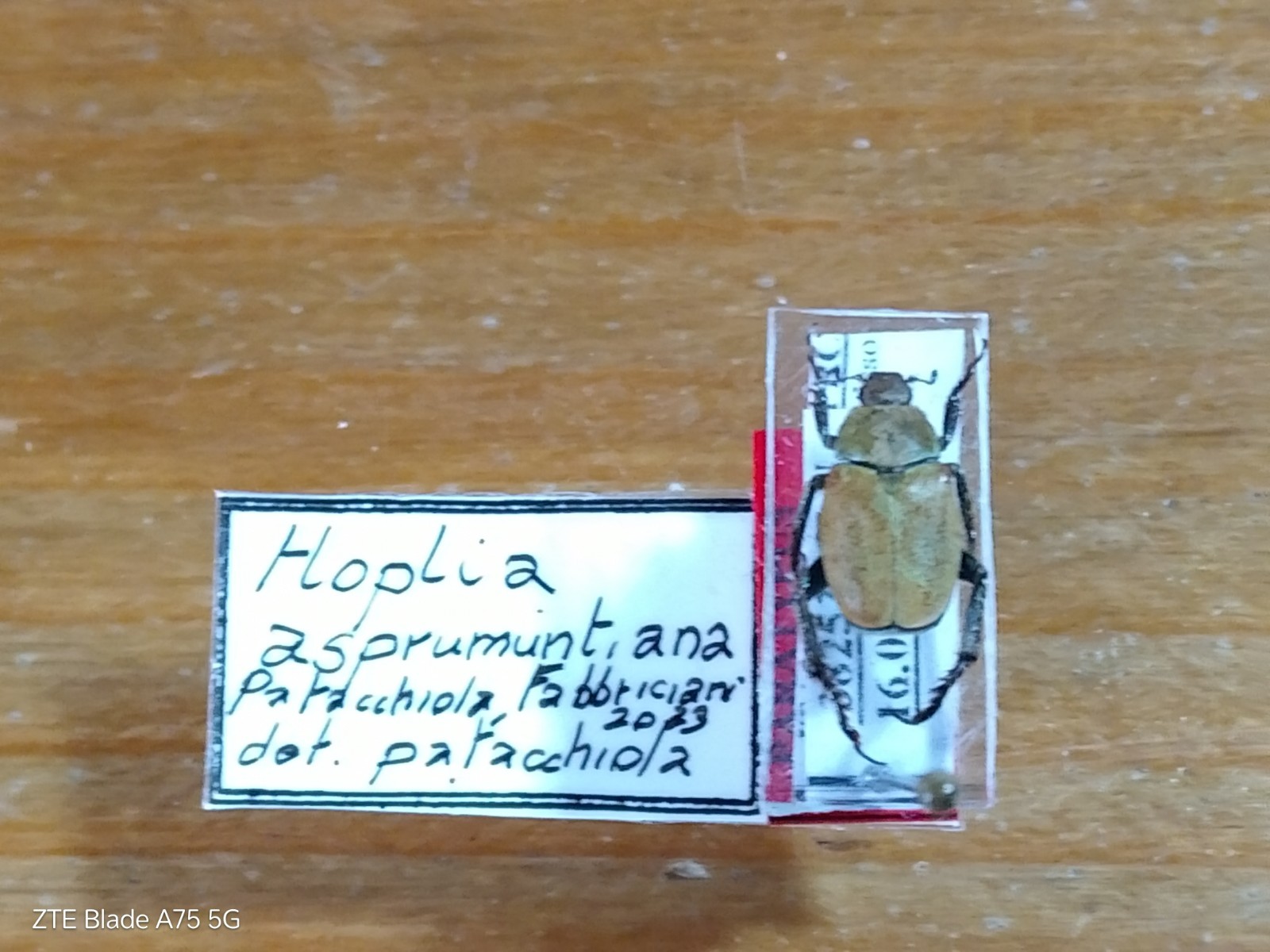 Coleoptera Scarabaeidae Paratypus Hoplia Asprumuntiana Male RARE Calabria