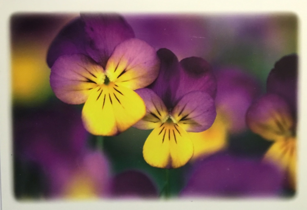 Marcel Schurman- Easter- Pansies