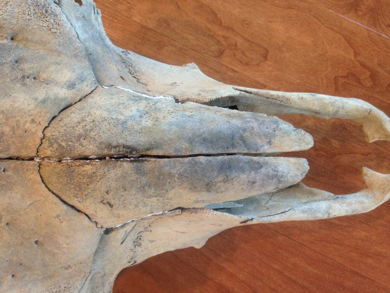 Buffalo Skull Bison Native American Natural History Old Fossil Artifact Decor