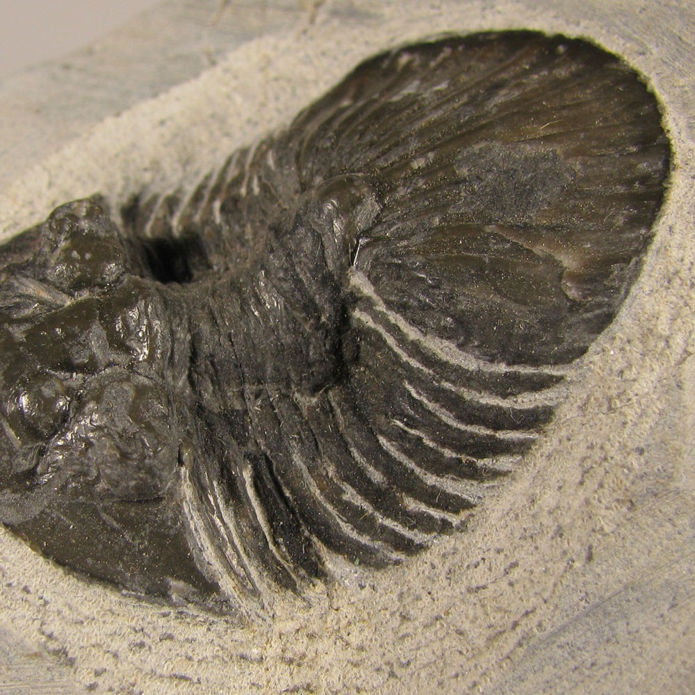 1.5" Scabriscutellum TRILOBITE Fossil on Matrix - Devonian Age - Morocco