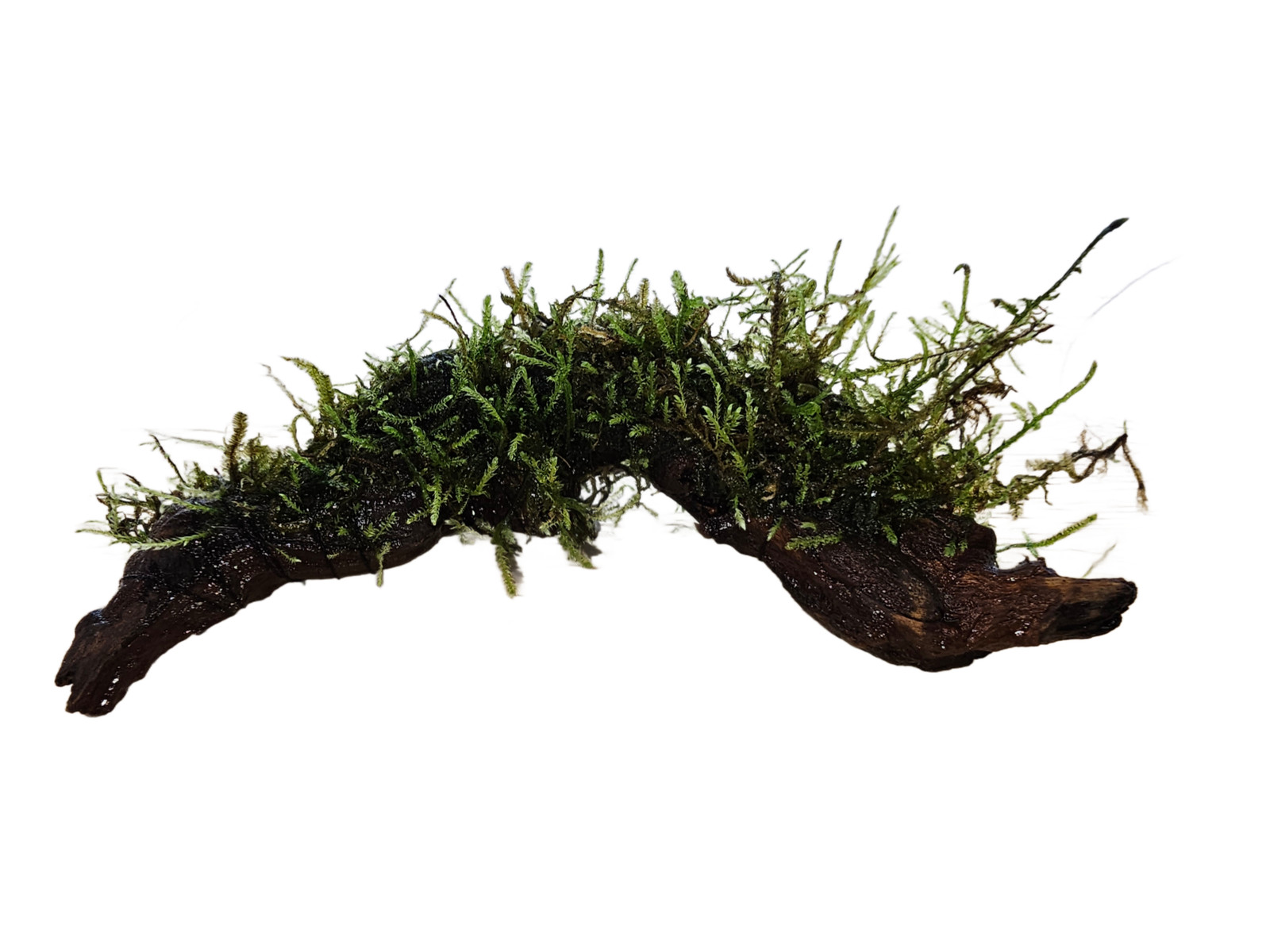 Moss On DriftWood Live Aquarium Plants