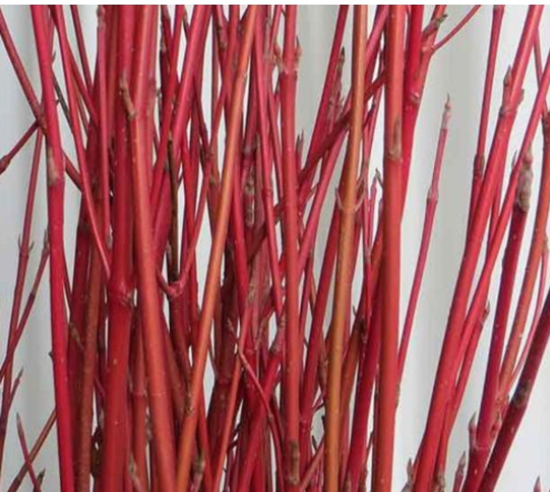 25 Red twig / red osier Dogwood Cuttings 11 Inches In Length Free Shipping USA
