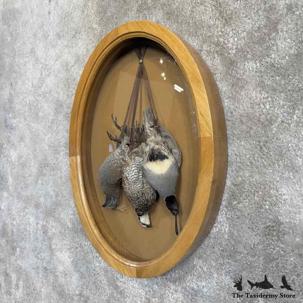 #31598 EL | Triple Quail Taxidermy Display For Sale